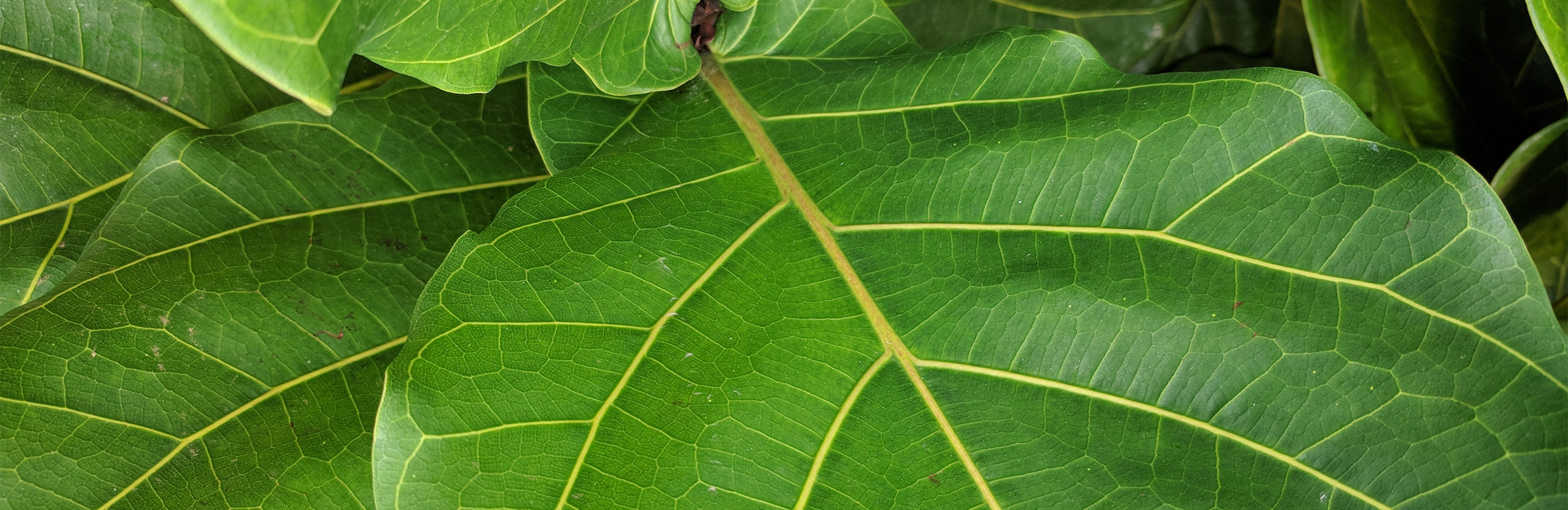 How to Grow Fiddle Leaf Figs