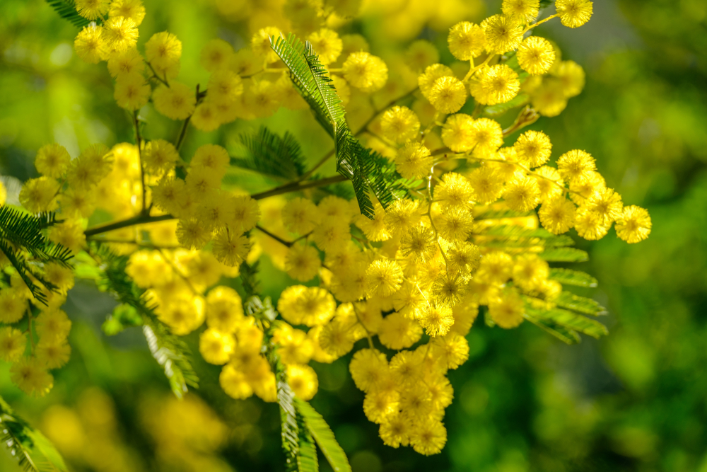 Culture du mimosa en pot