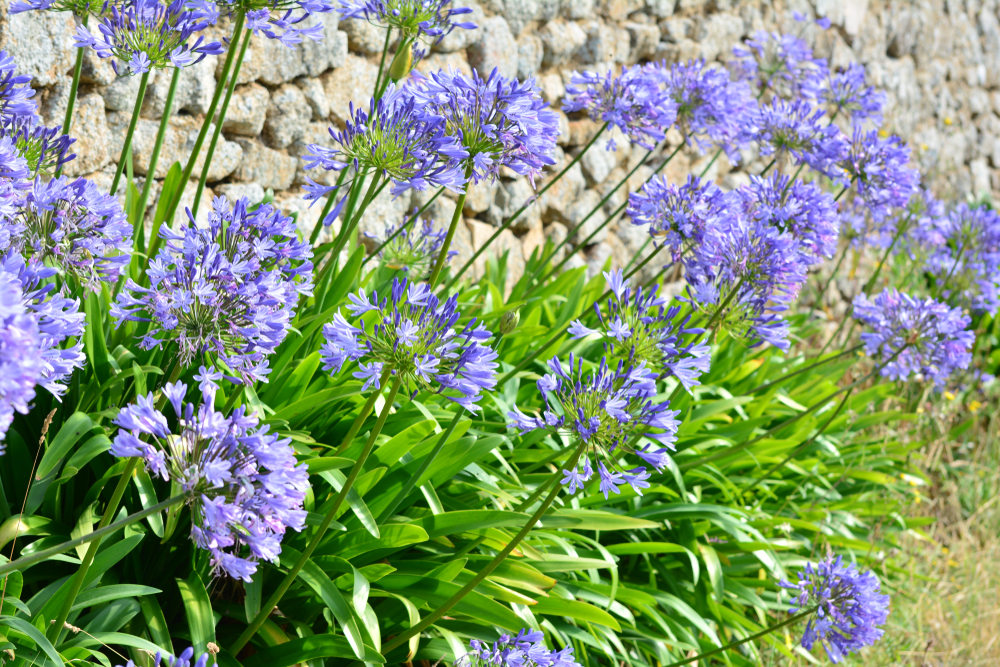 Planter des agapanthes 