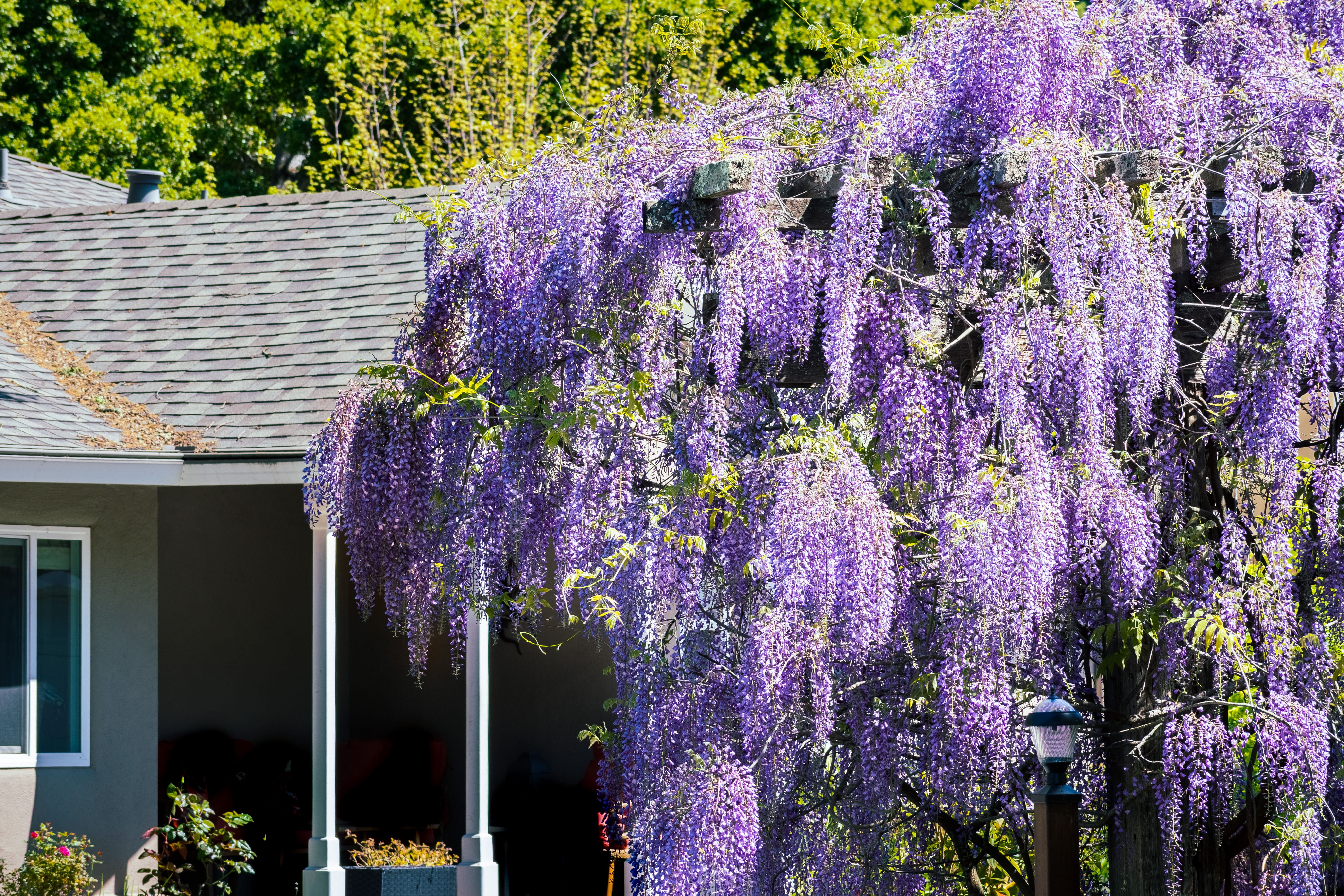 Haie de lilas syringa en fleur