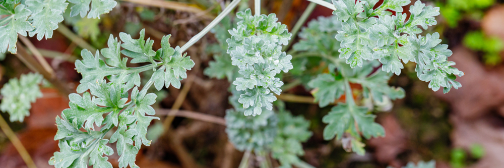 Planter de l'absinthe