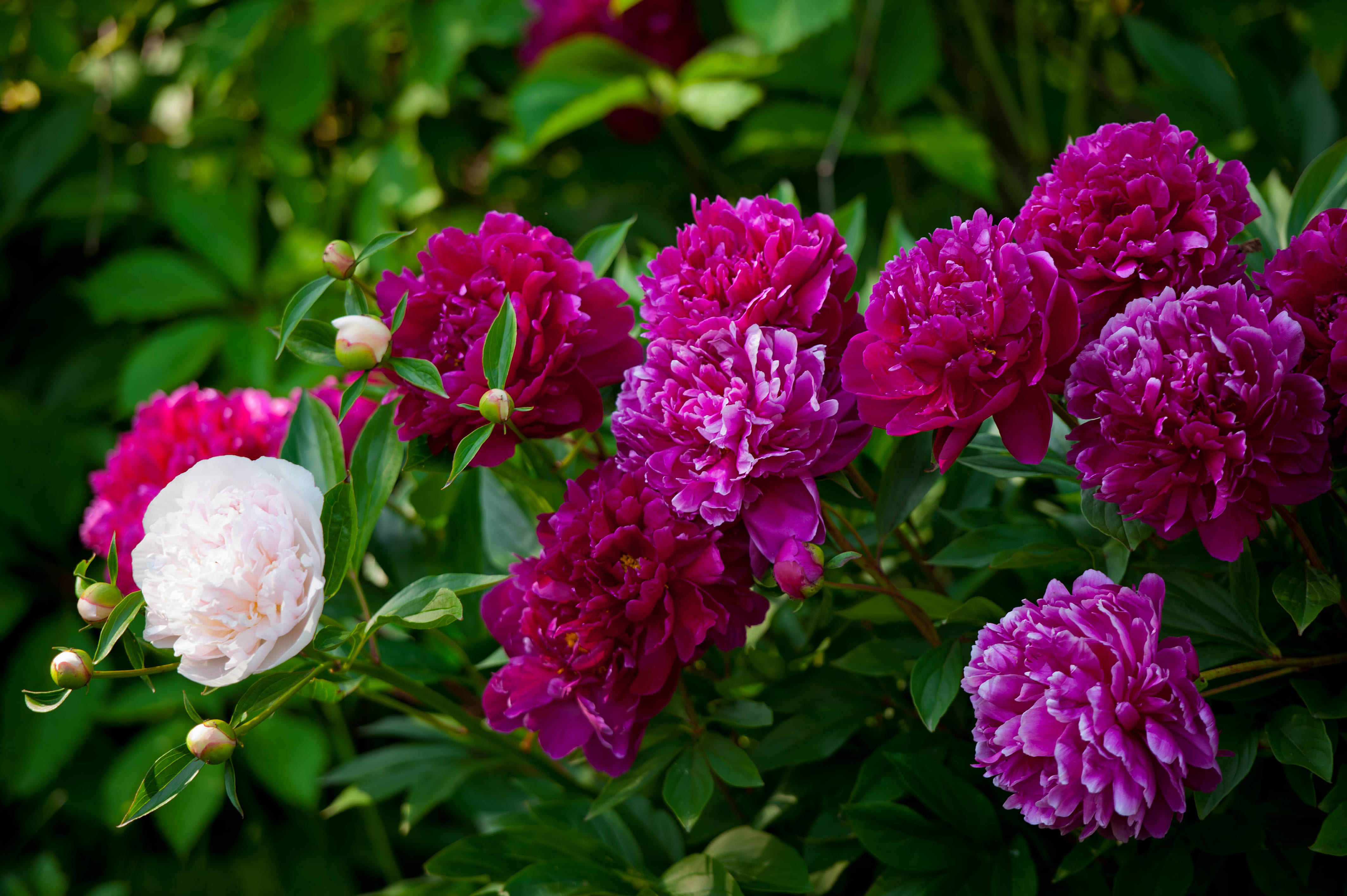 A bush of pink and white peonies in New Zealand