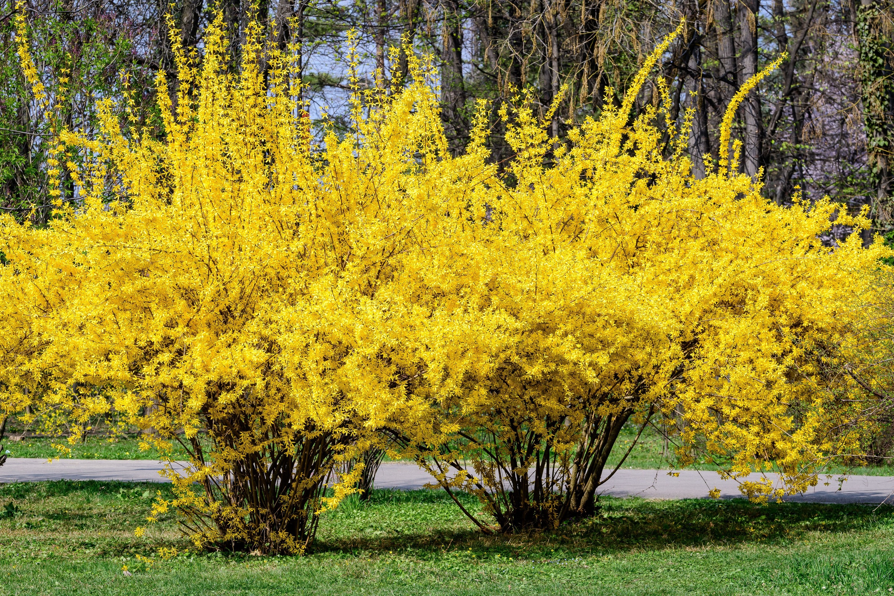 Un buisson de forsythia jaune.