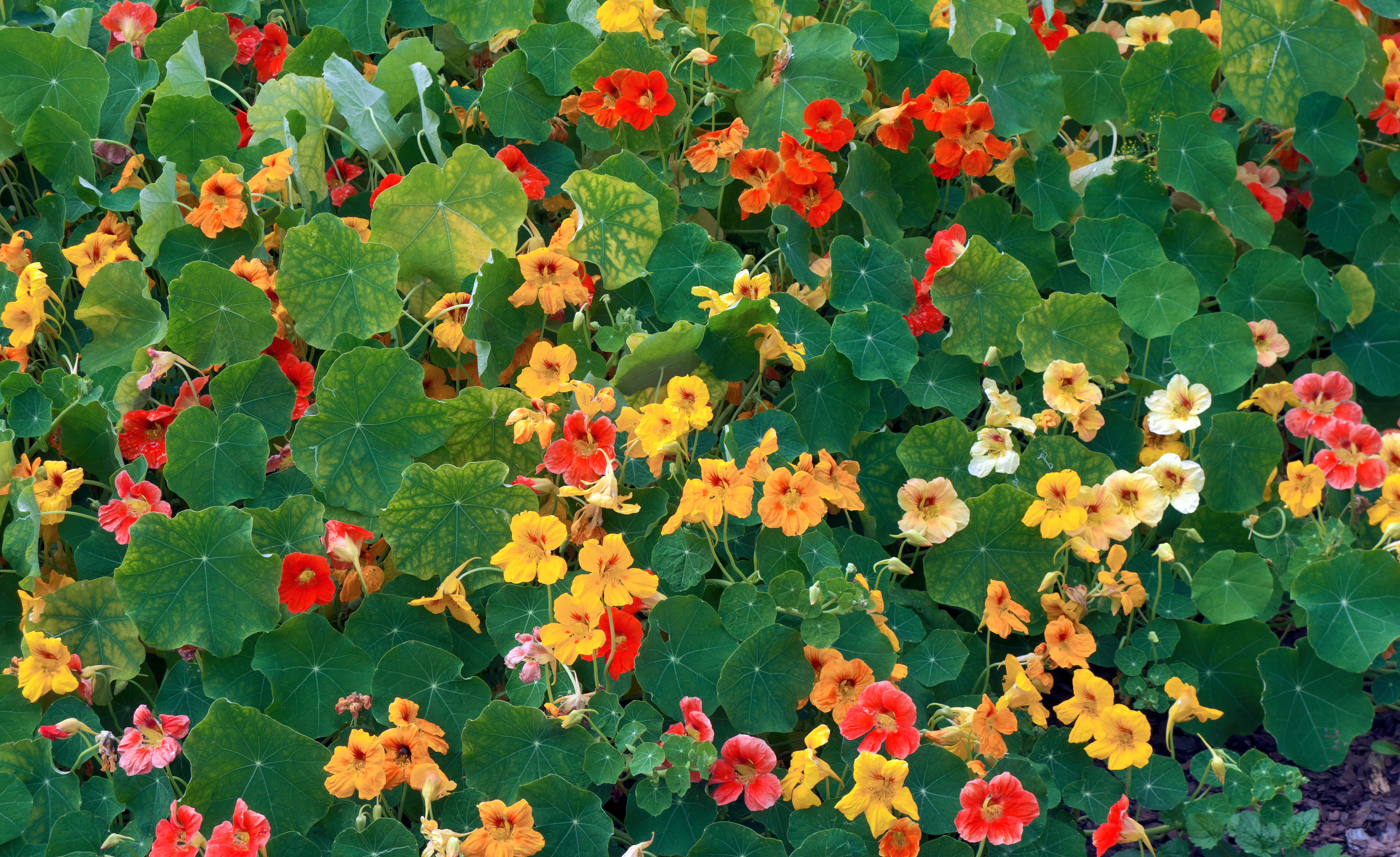 Un tapis de capucines rouges, orange, jaunes et blanc crème rampantes au sol
