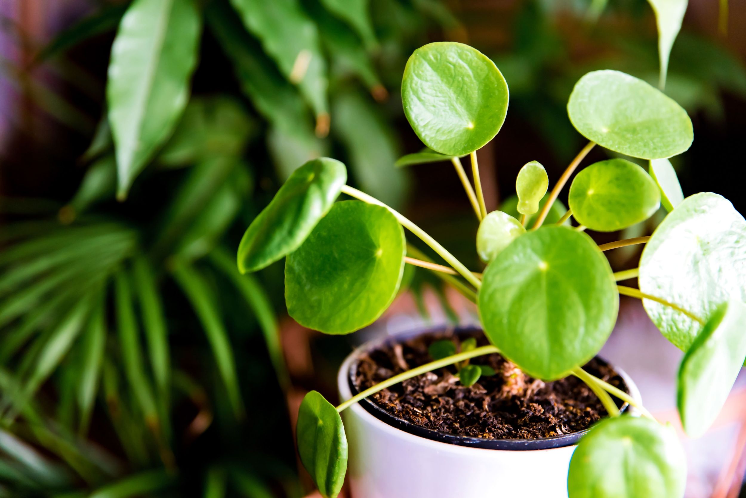 An indoor Pilea, also known as a Chinese money plant, in a pot.  