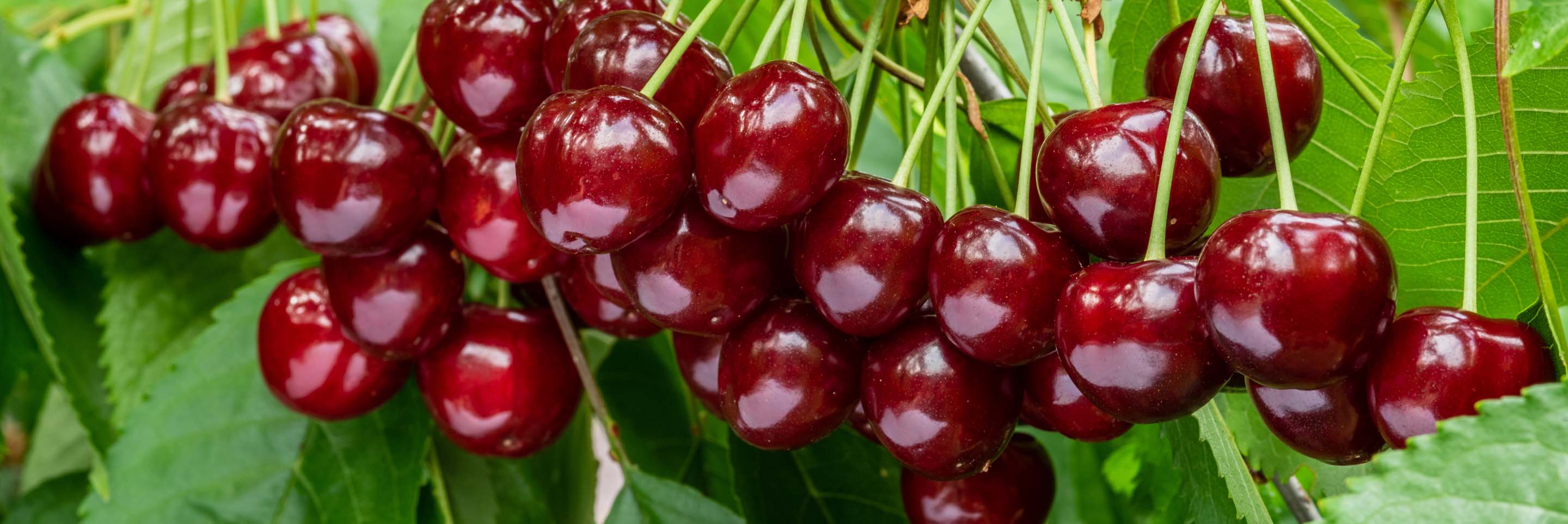 cerisiers