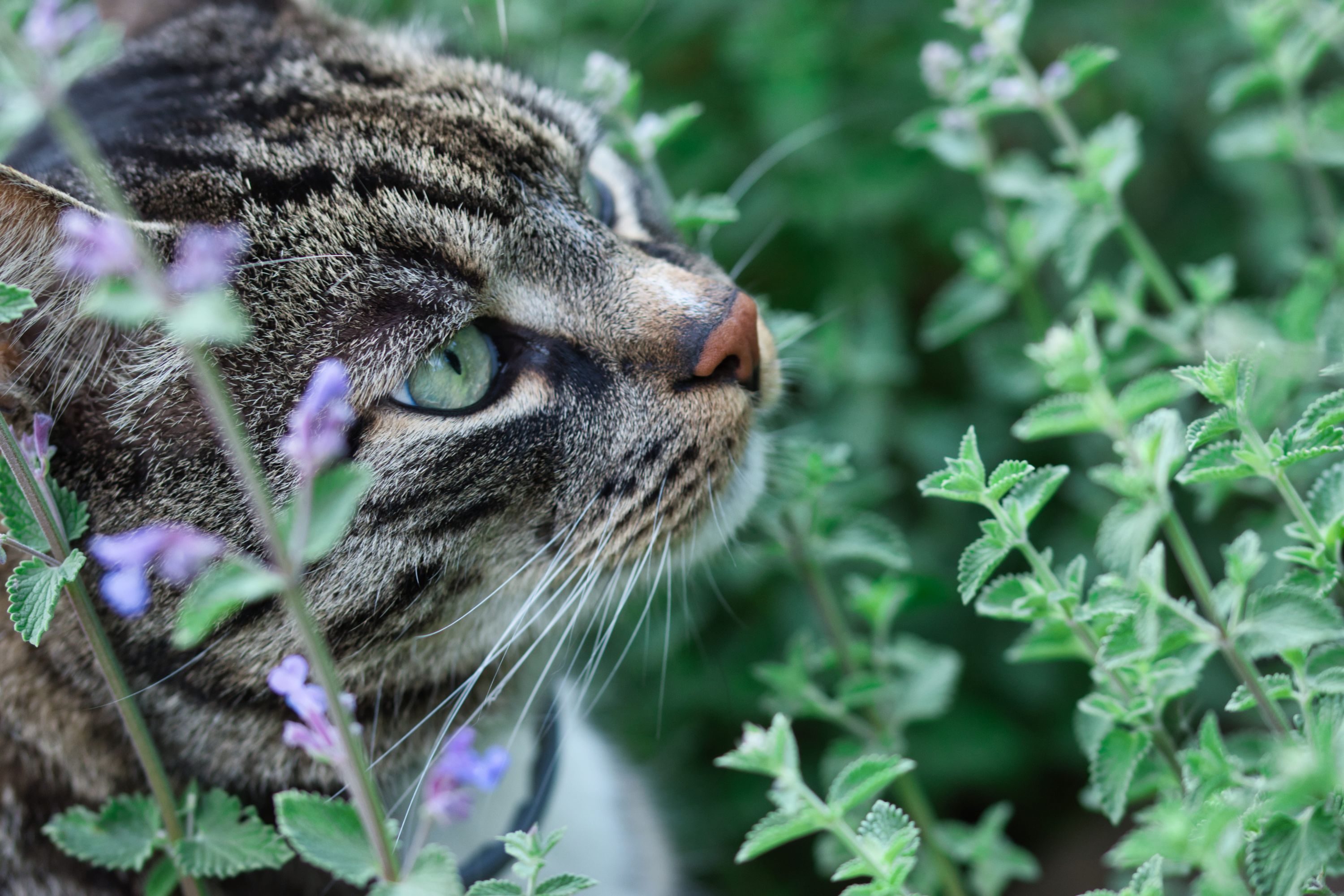 Grey cat sniffing leaves of catnip plant