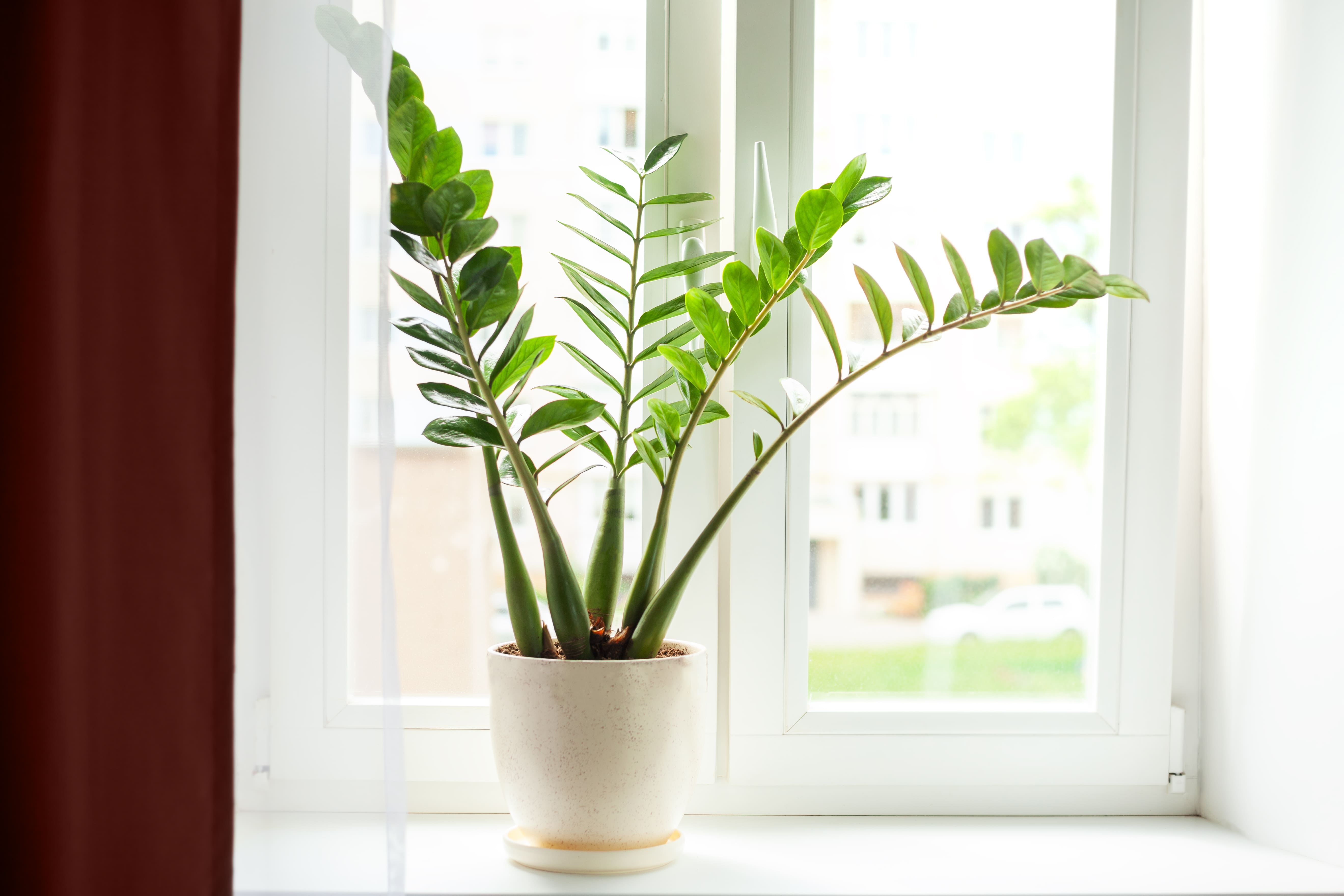 Zamioculcas en pot blanc.
