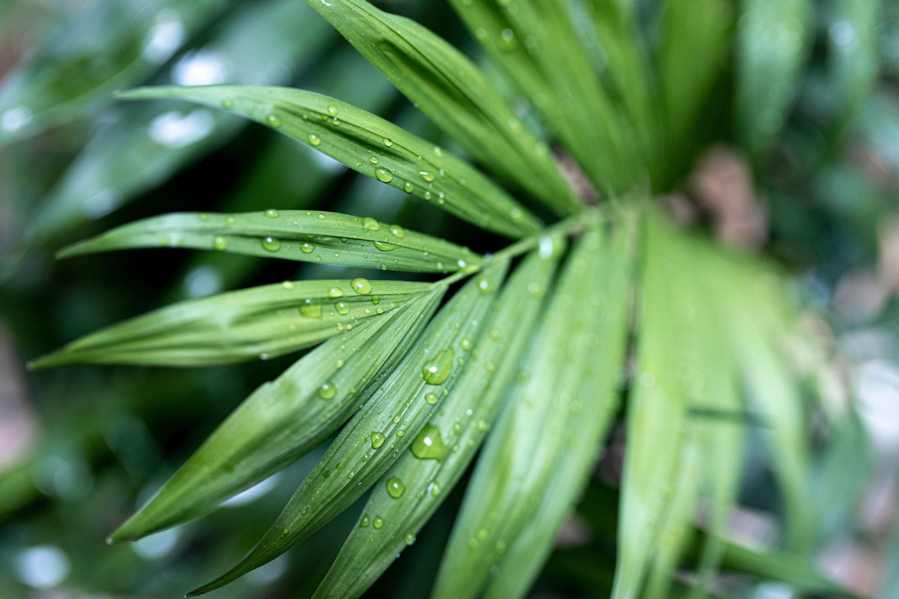 Close-up of Kentia palm leaf with water droplets.