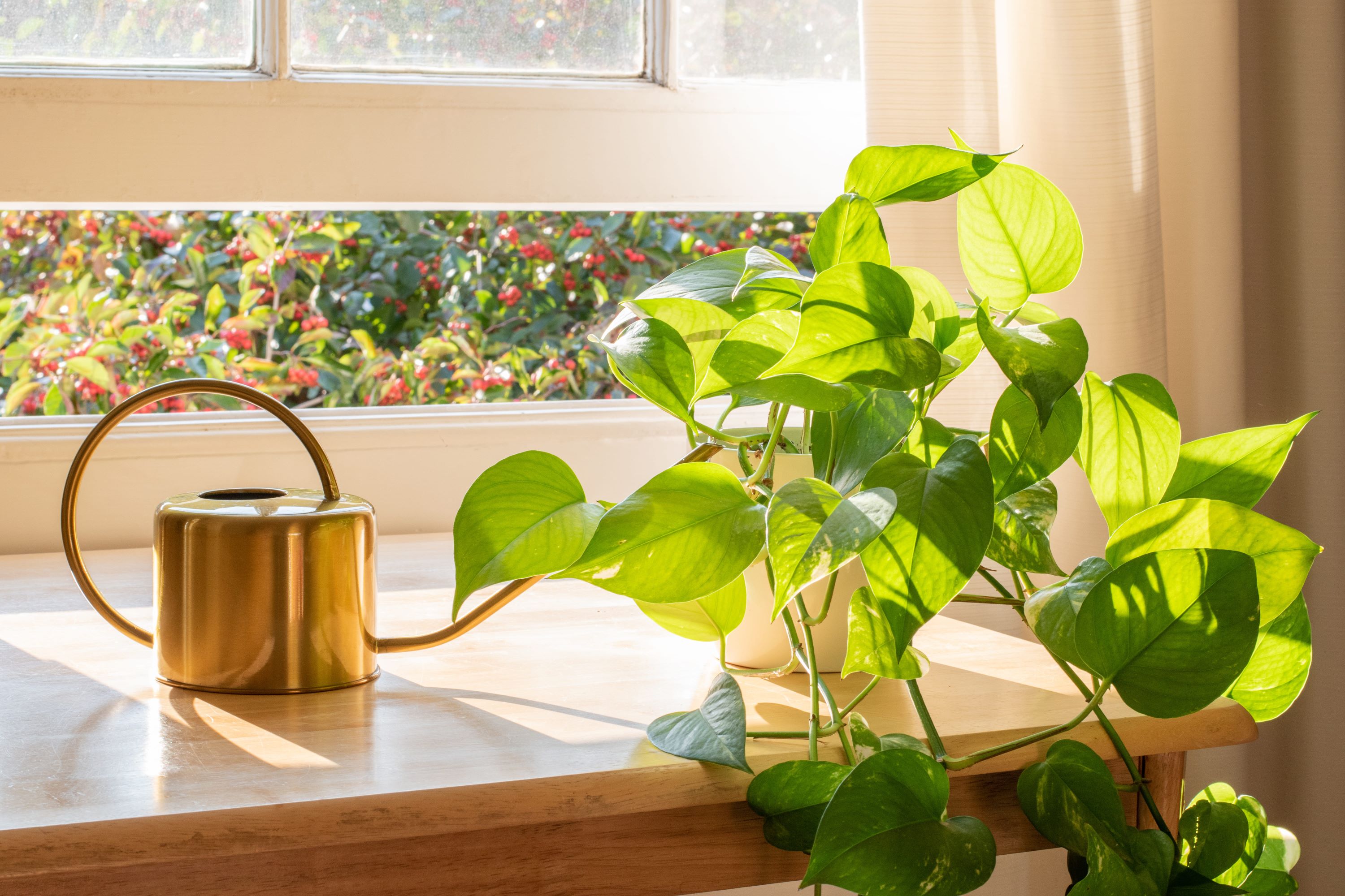 Golden Pothos plant in pot on table near window with copper watering can