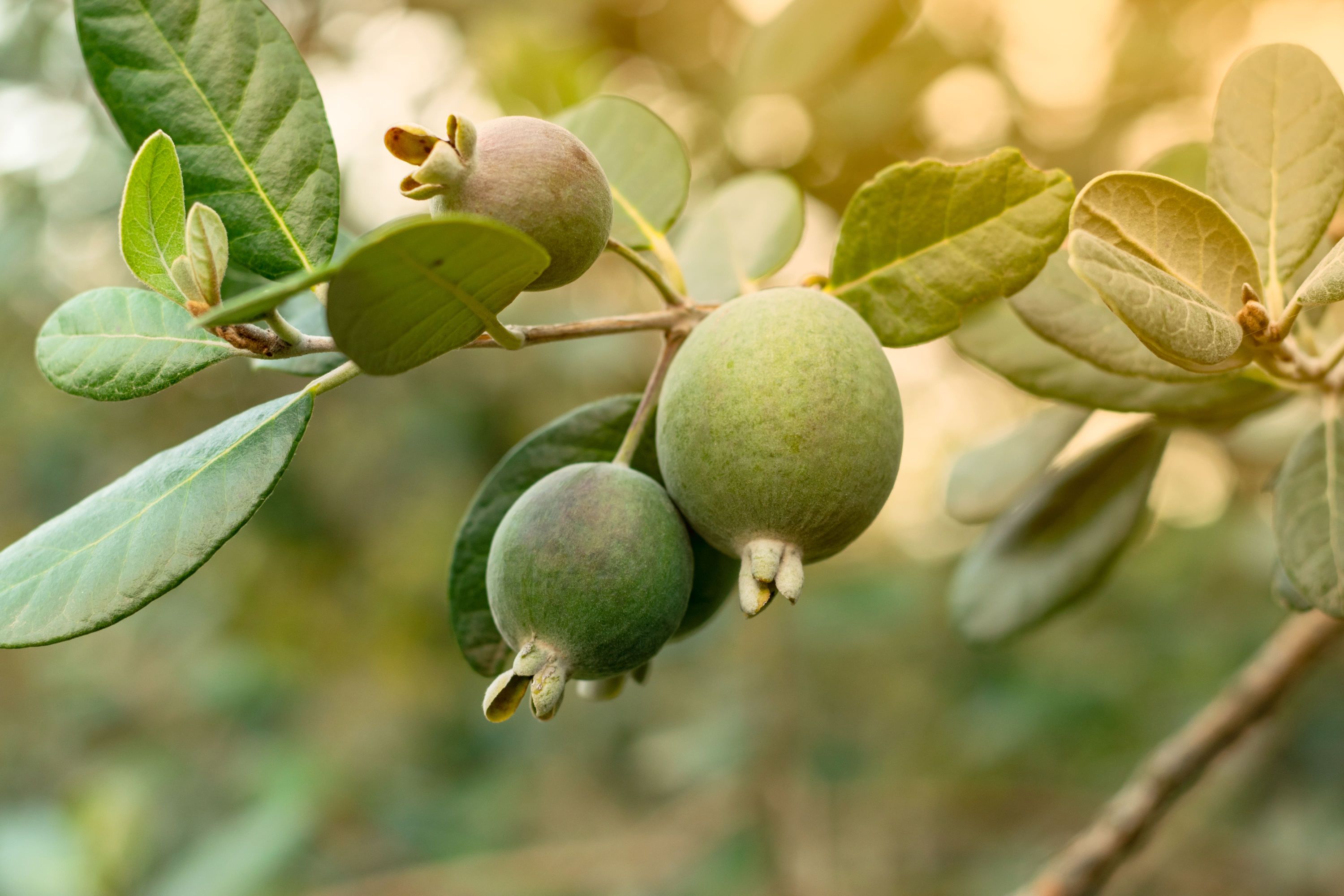 Ripe feijoa fruits on a tree. 