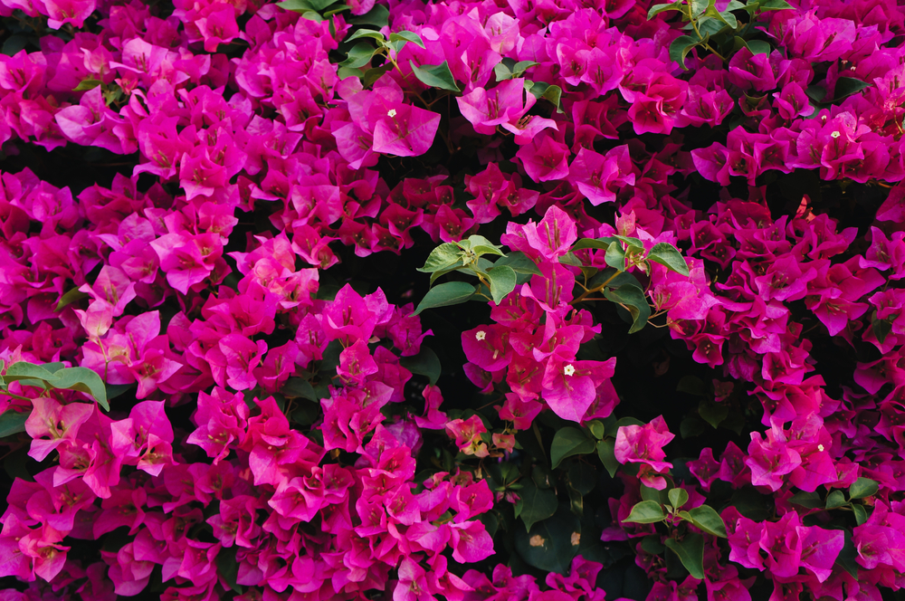 Planter un bougainvillier