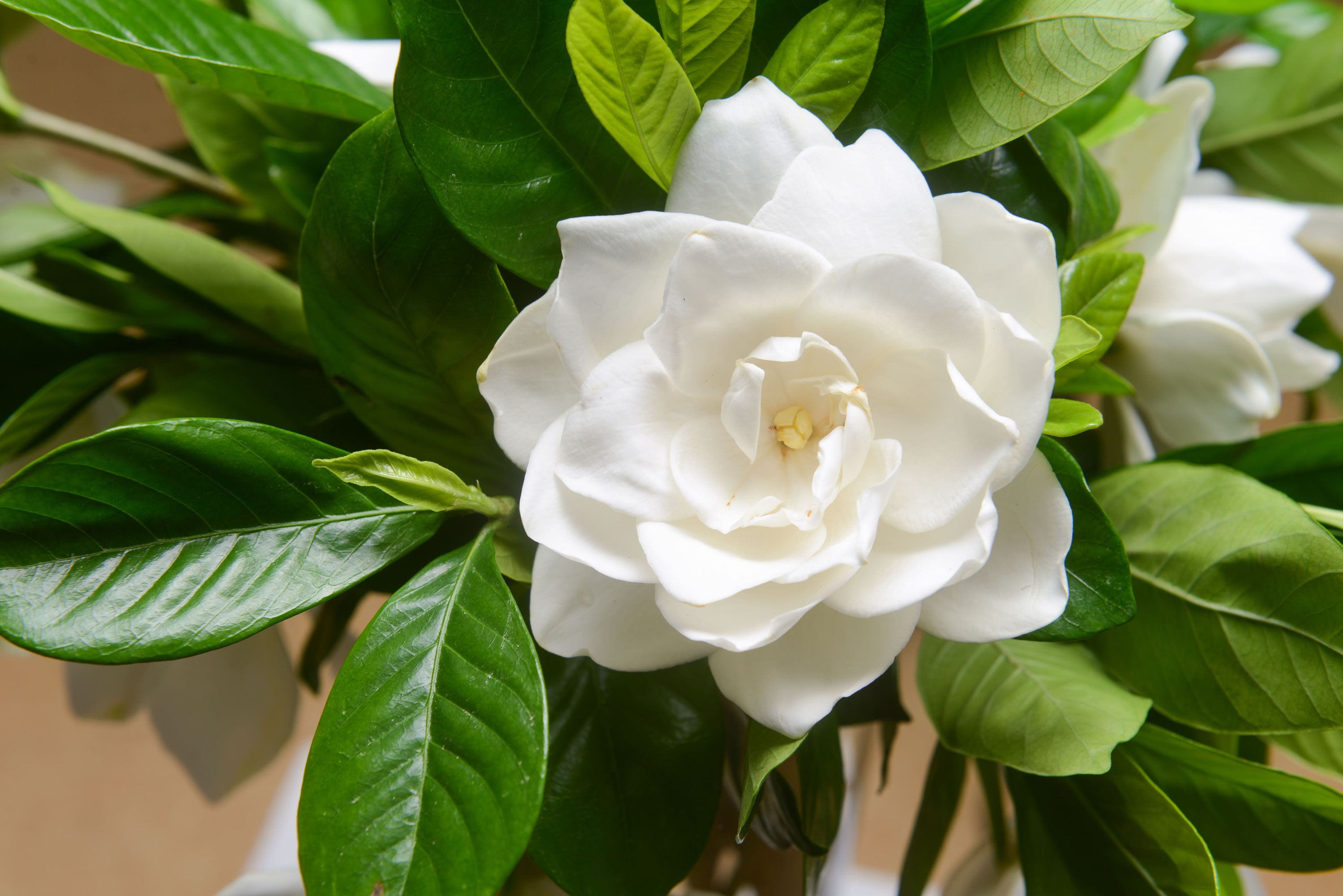White gardenia flower surrounded by glossy green foliage