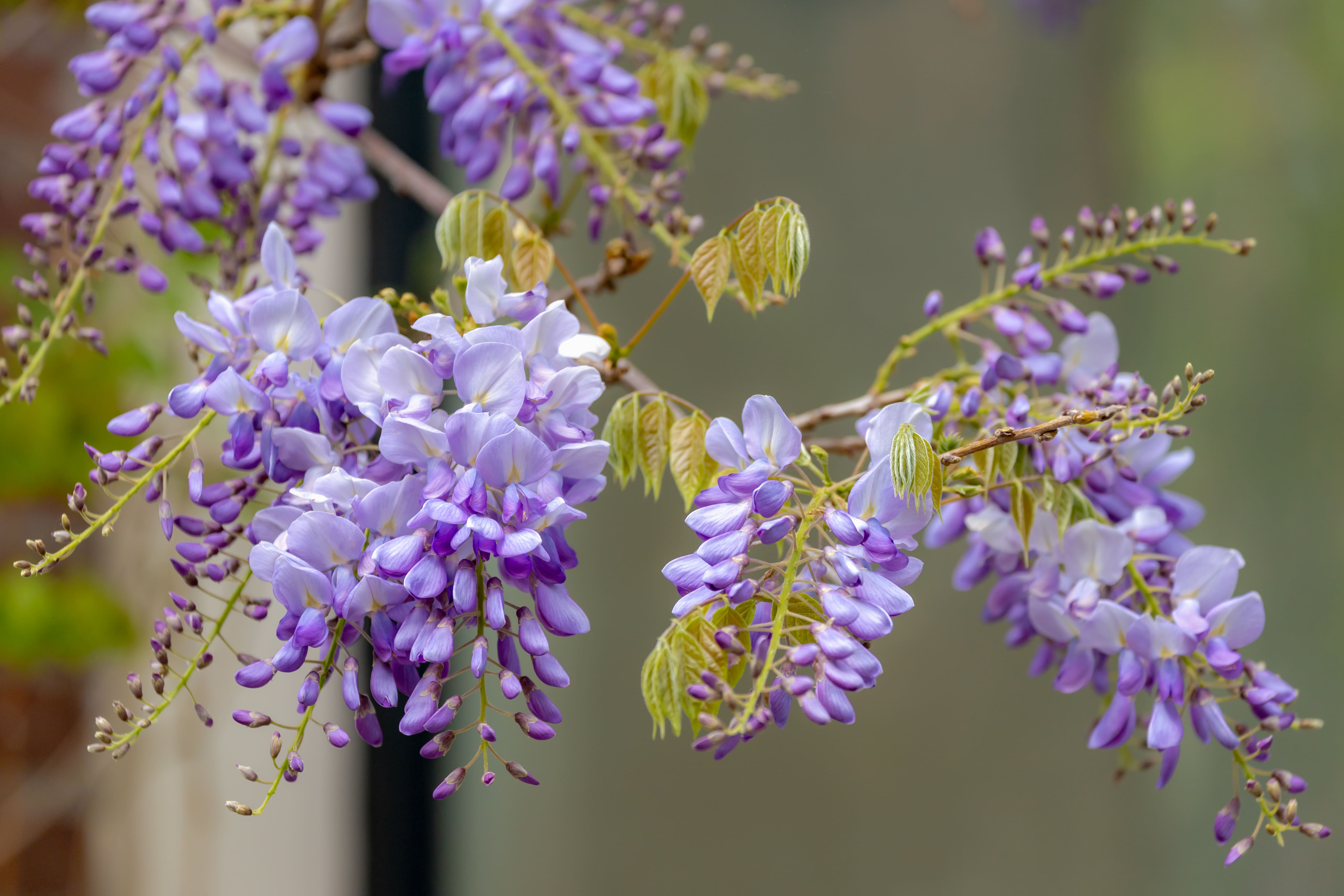Purple Wisteria sinensis flowers with twisting stems and masses of scented flowers in hanging racemes.