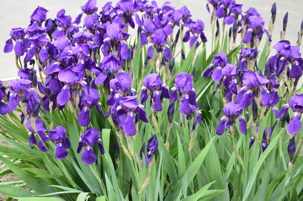 Comment planter des iris