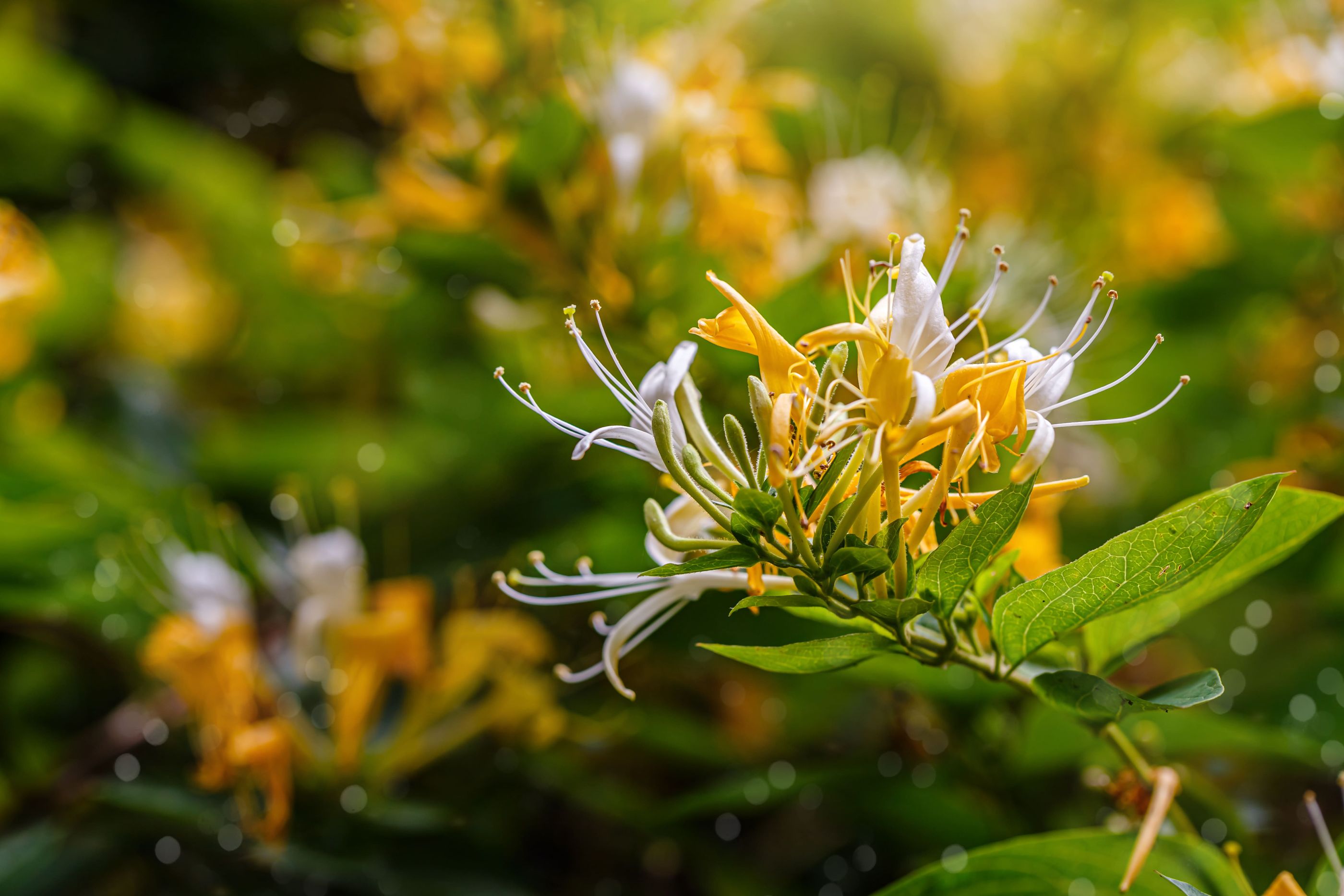 White and yellow Lonicera Japonica Caprifolium Perfoliate honeysuckle flowers. 