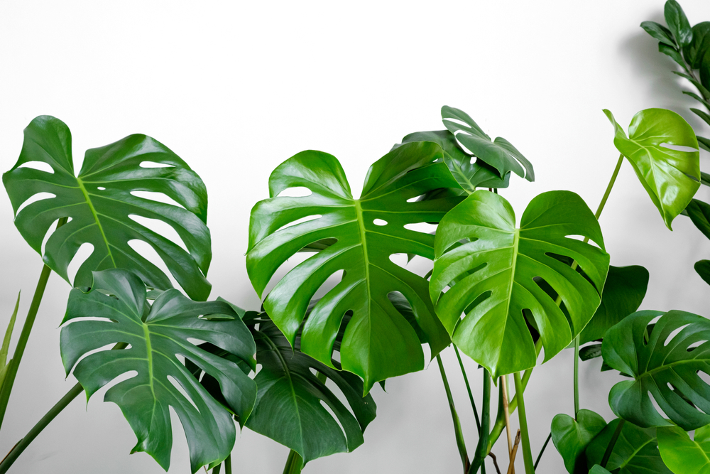 Entretenir un monstera