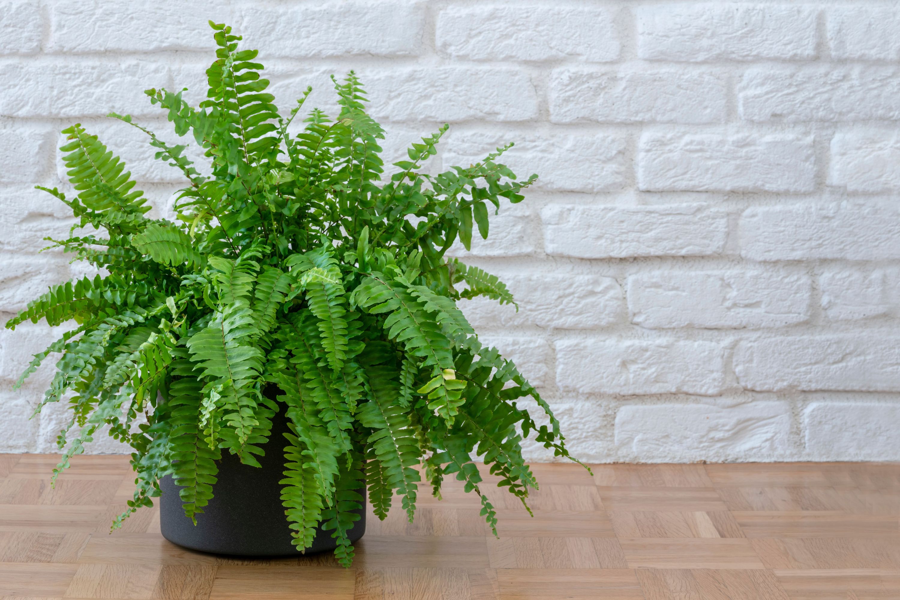 Lush green Boston fern in grey pot against white wall