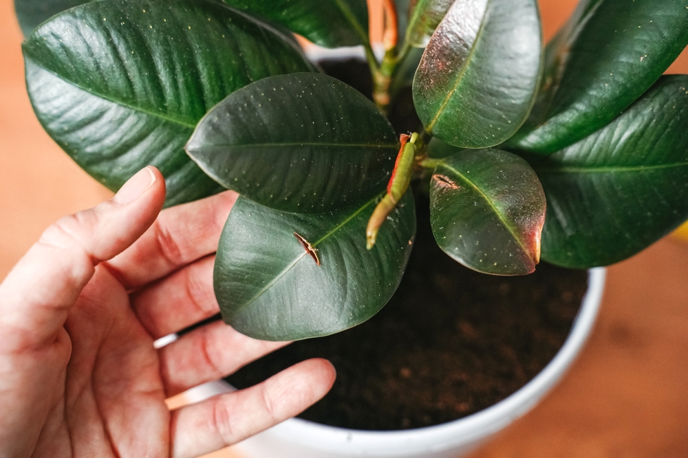 Młody liść figowca sprężystego