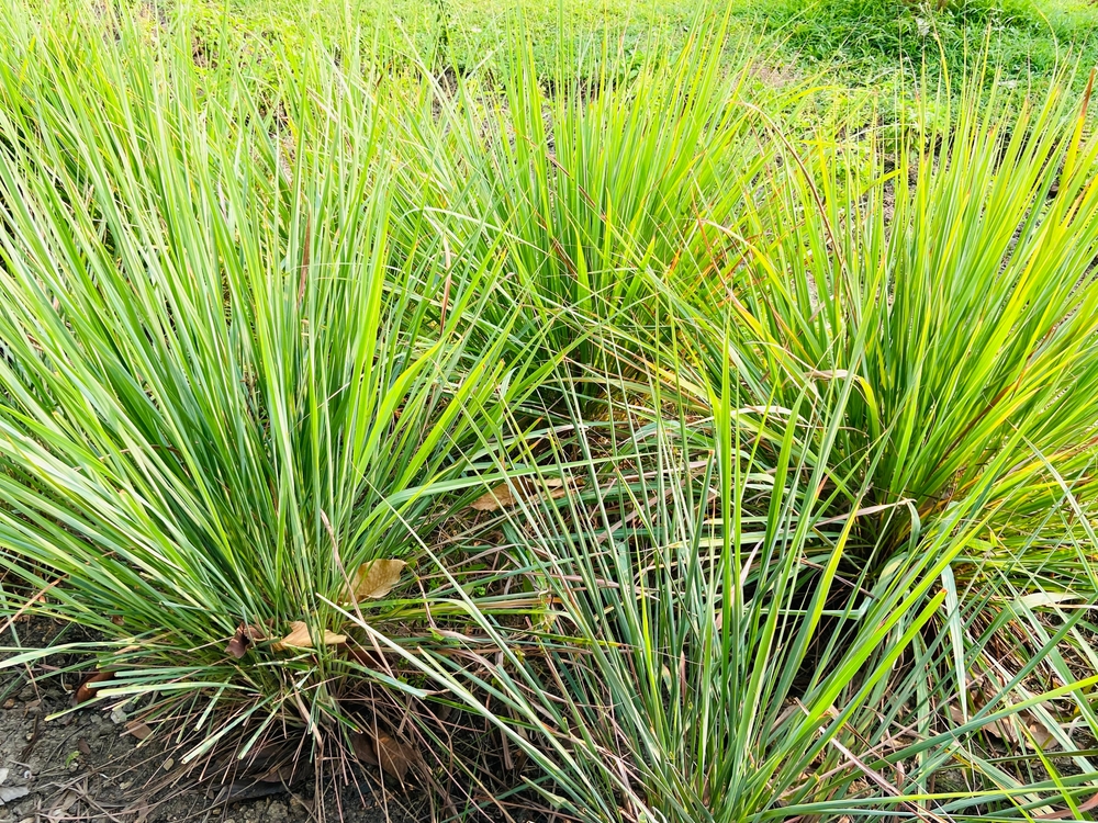 Faire pousser et entretenir de la citronnelle