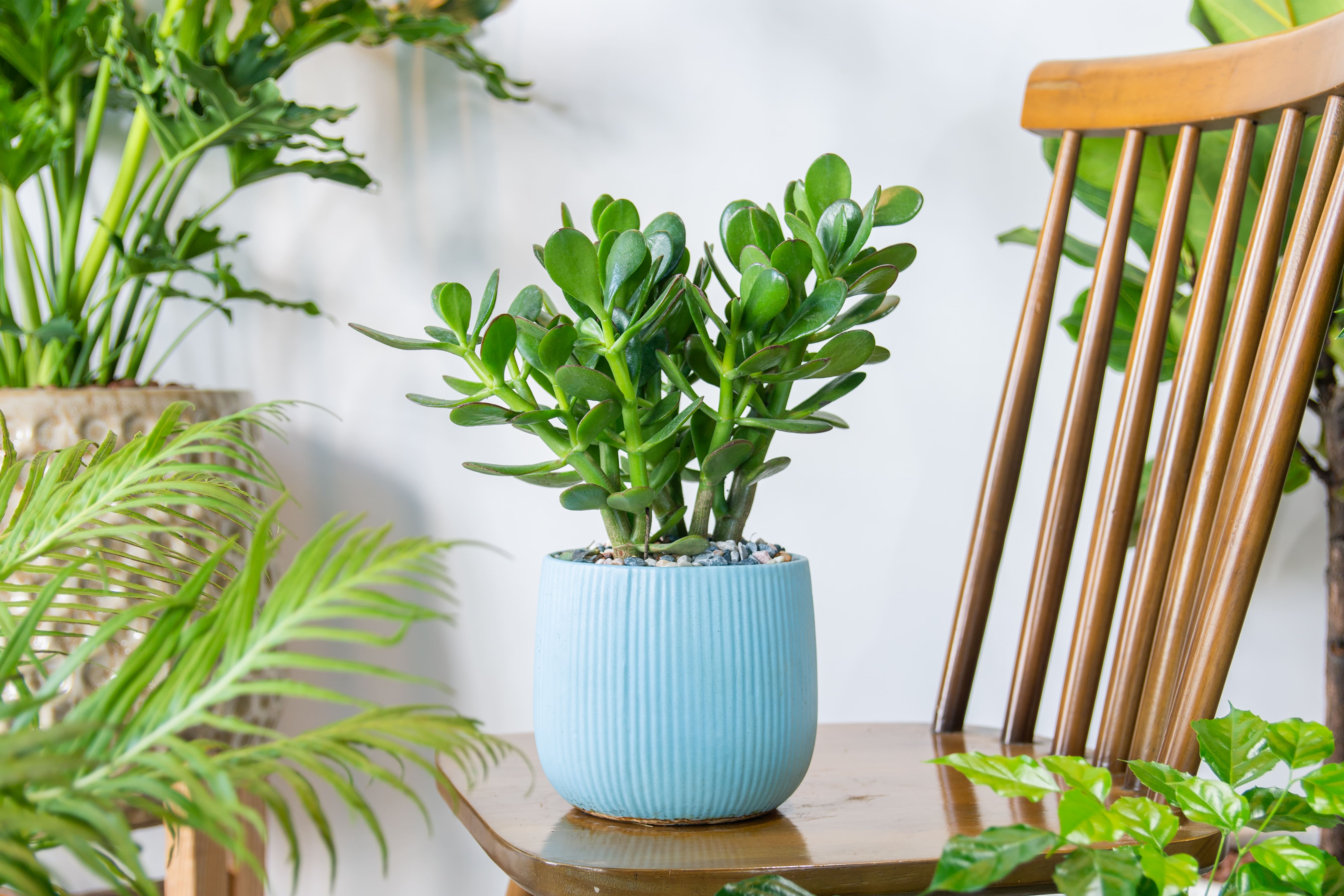 Crassula ovata dans un pot bleu.