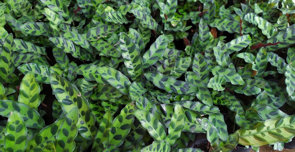 Conseil d'entretien calathéa