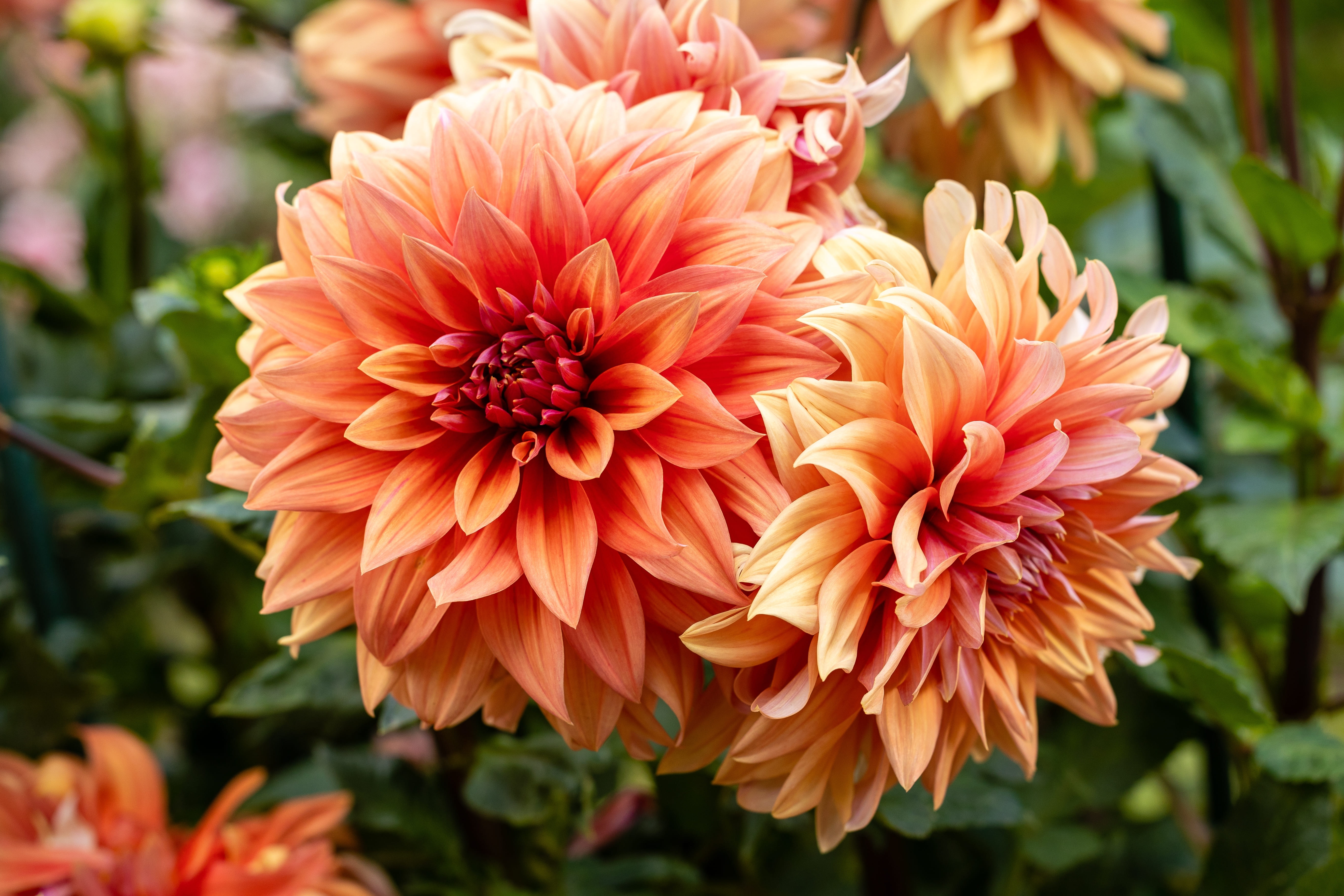 Orange dahlia flowers growing in a New Zealand garden.