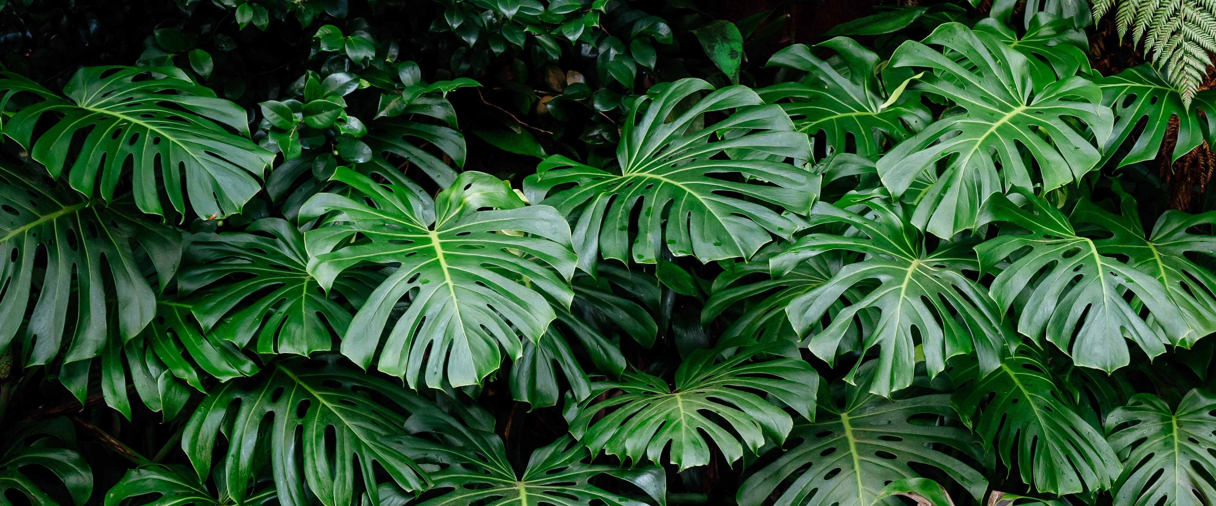 Close-up of Monstera deliciosa foliage