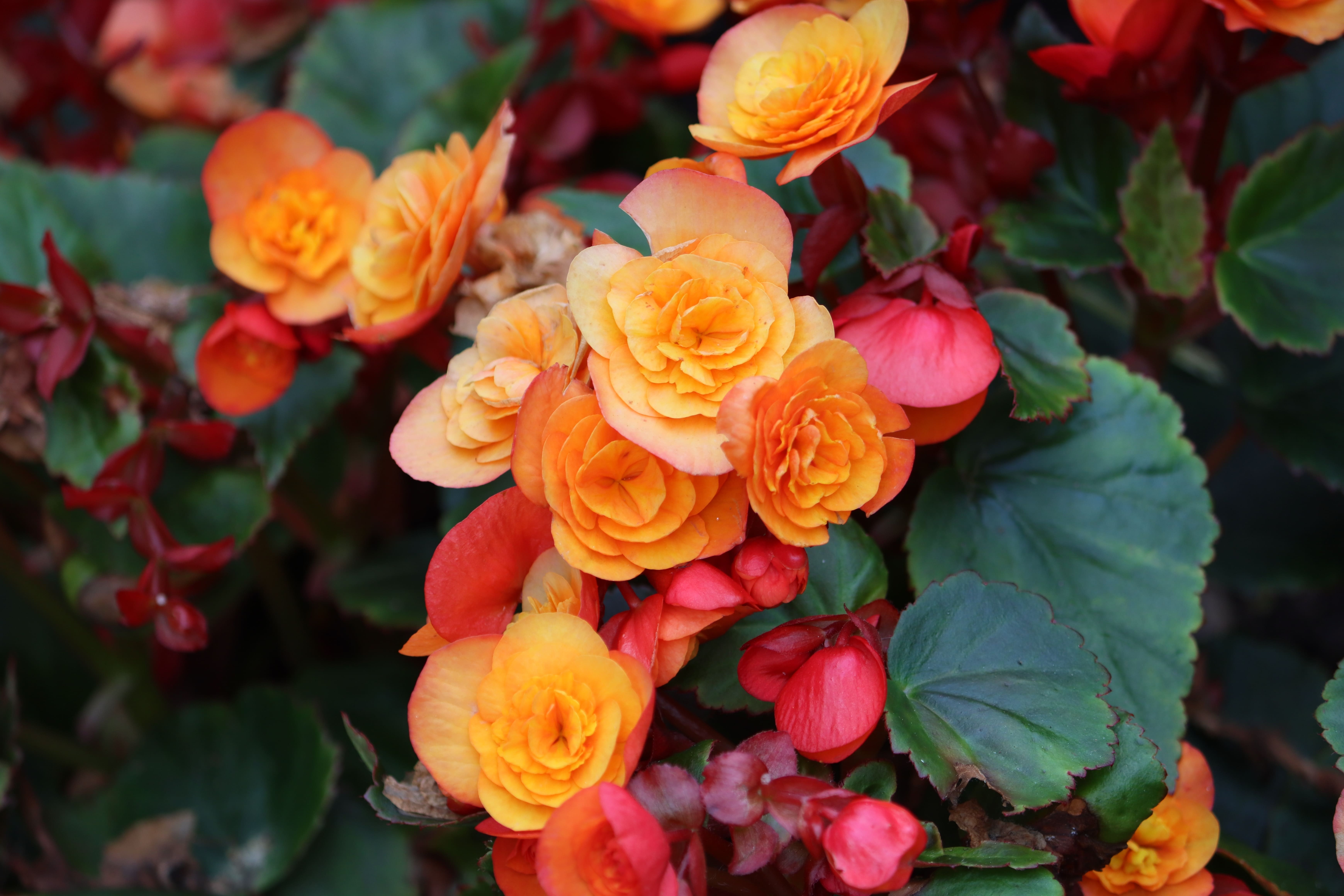 Close-up of begonia with double orange flowers and dark green leaves