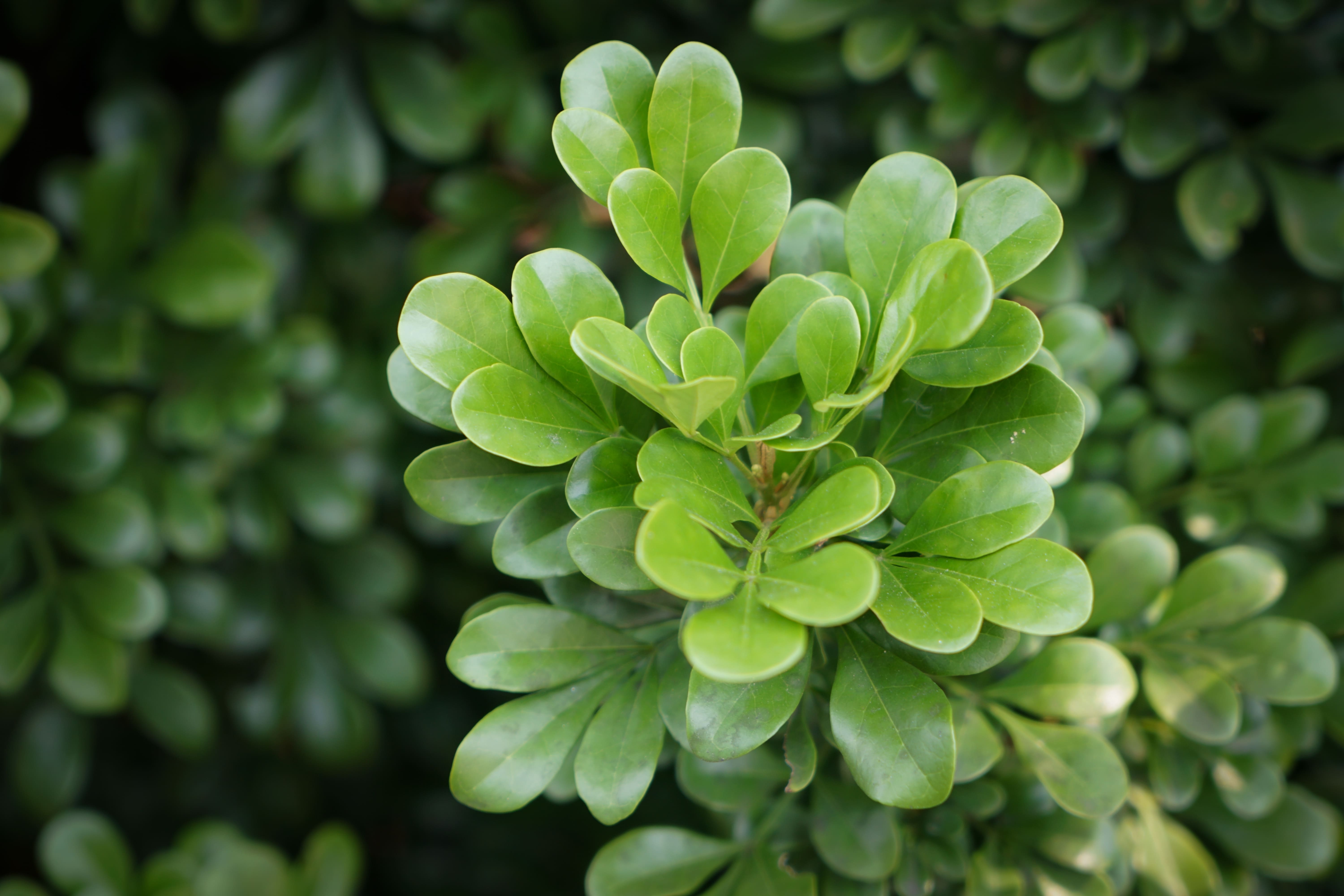 Bukszpan jest jedną z najbardziej charakterystycznych roślin w polskich ogrodach 