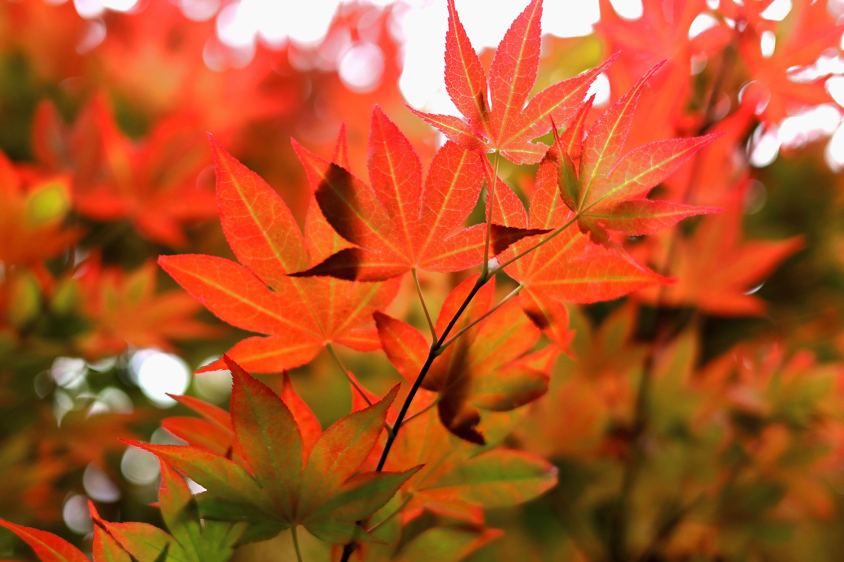 Red Japanese maple tree and maple leaves in autumn.
