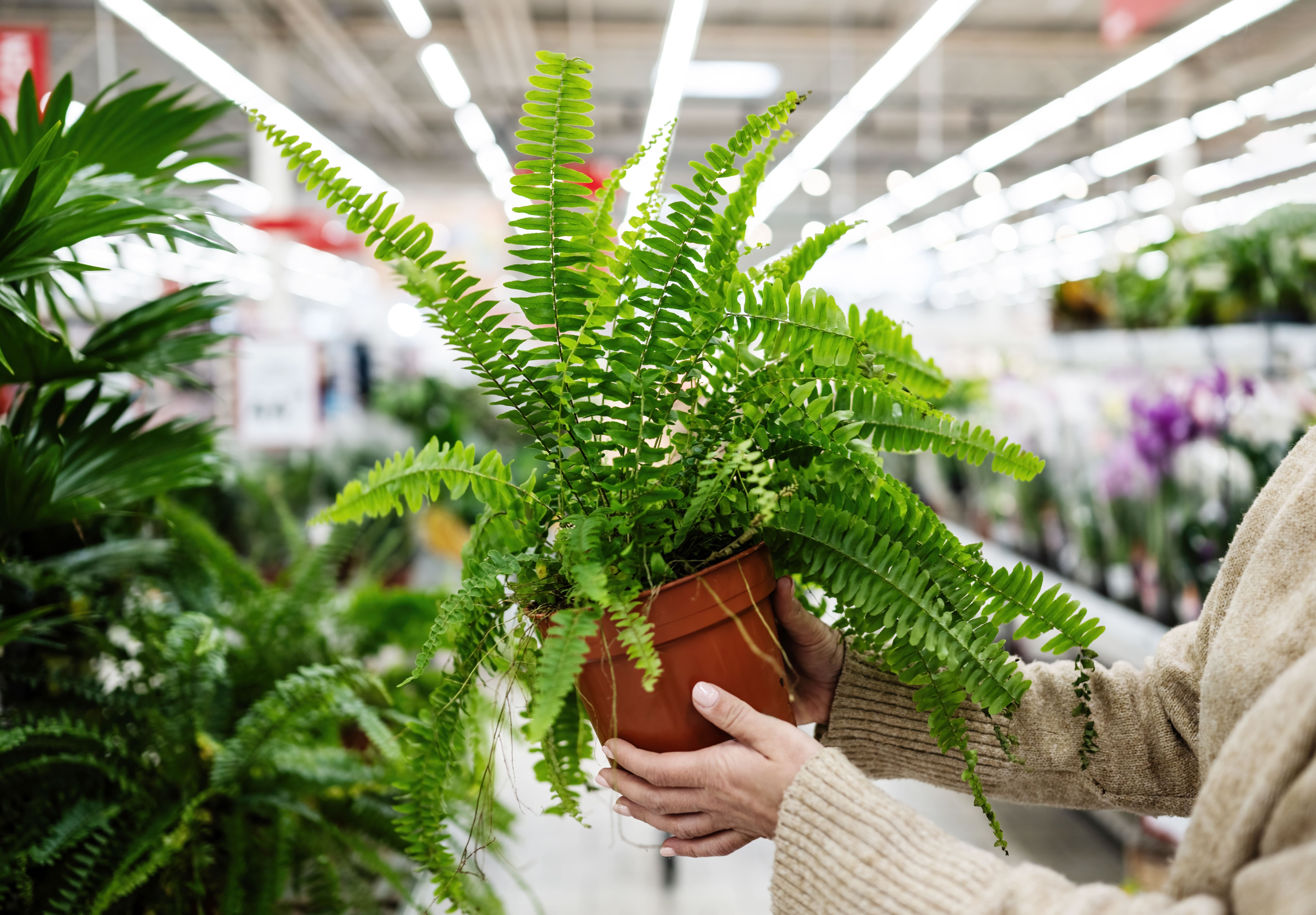 Paprotki to wdzięczne rośliny doniczkowe