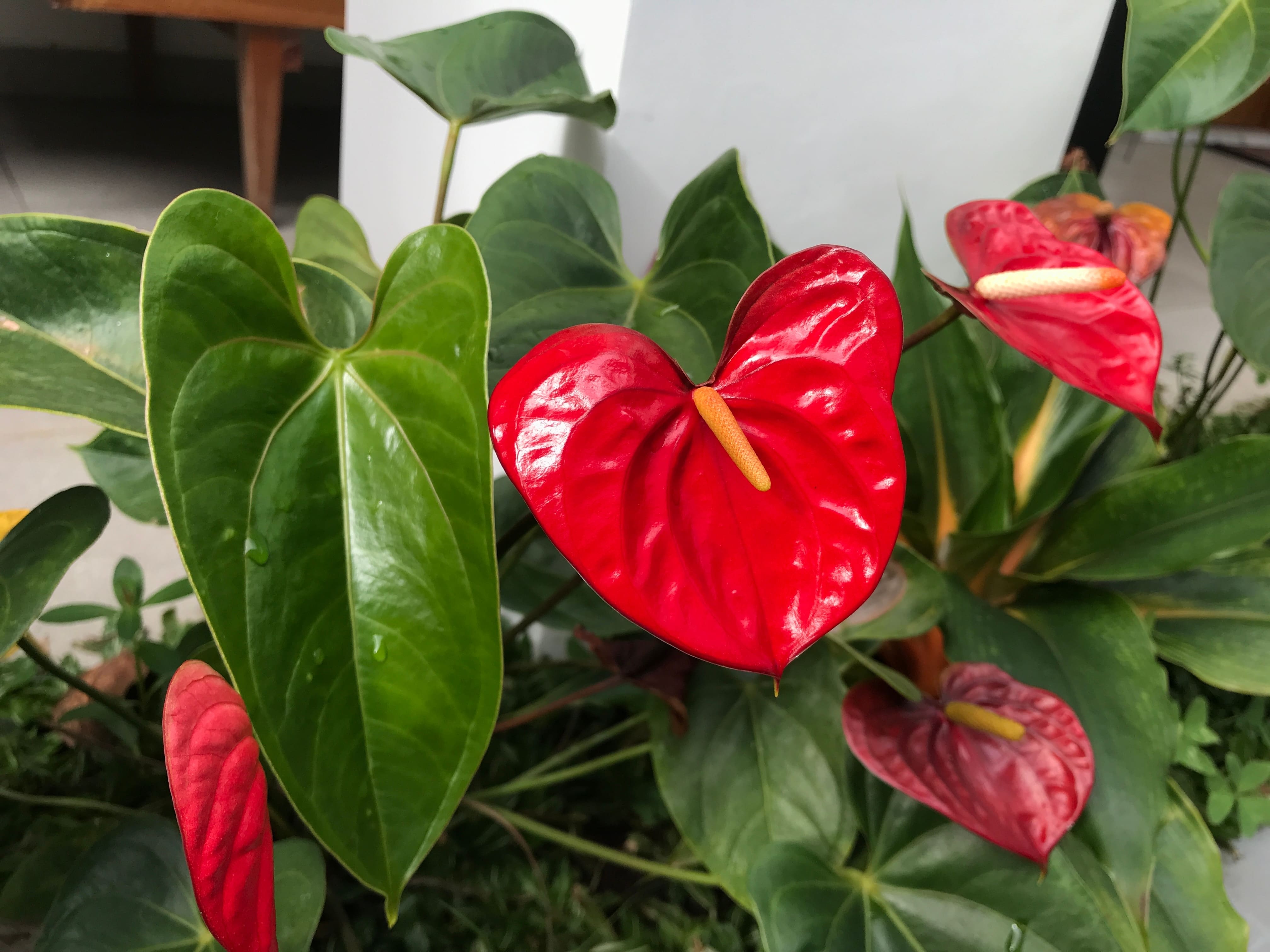 Red anthurium flowers and glossy green leaves