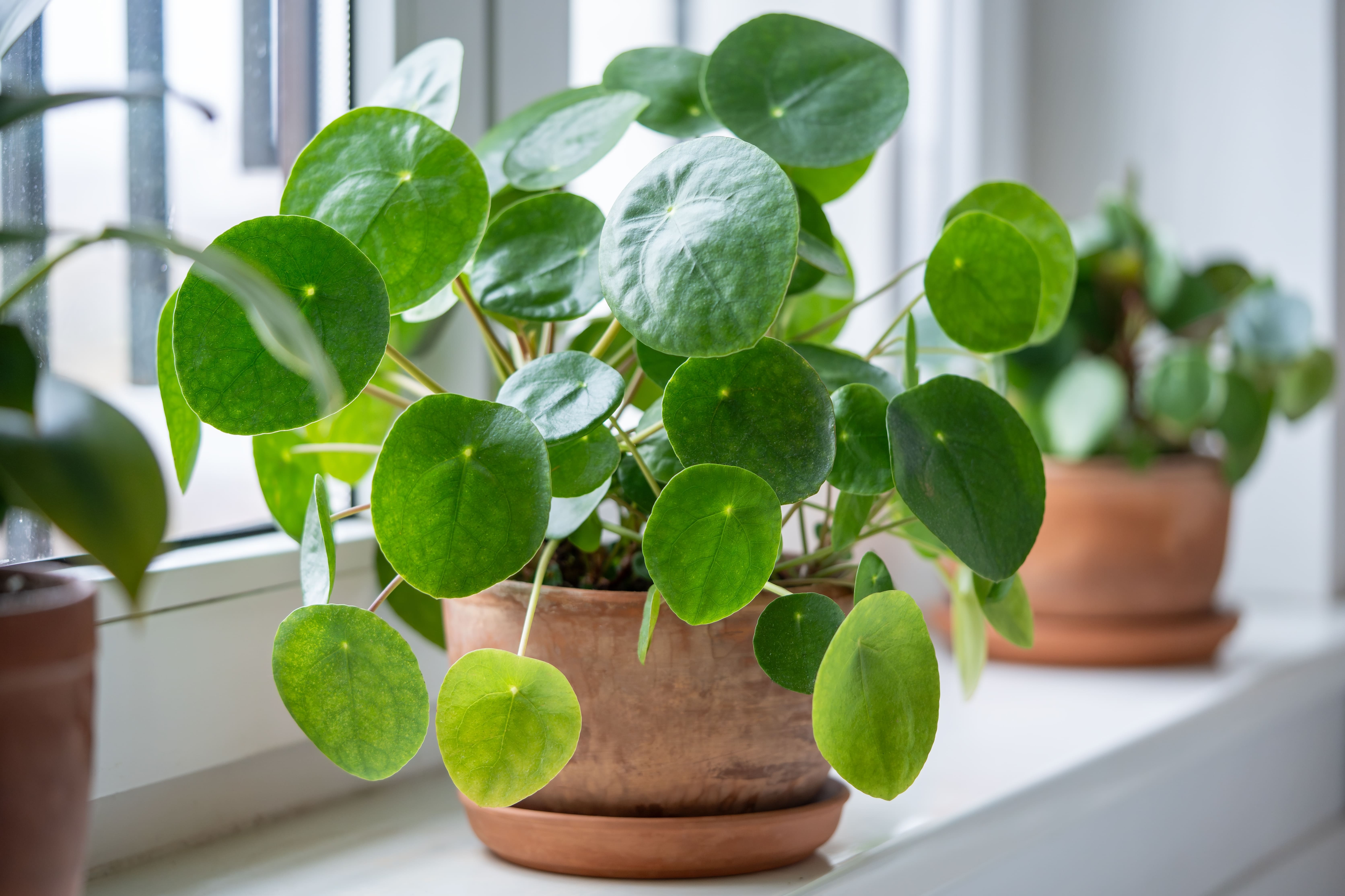 Pilea