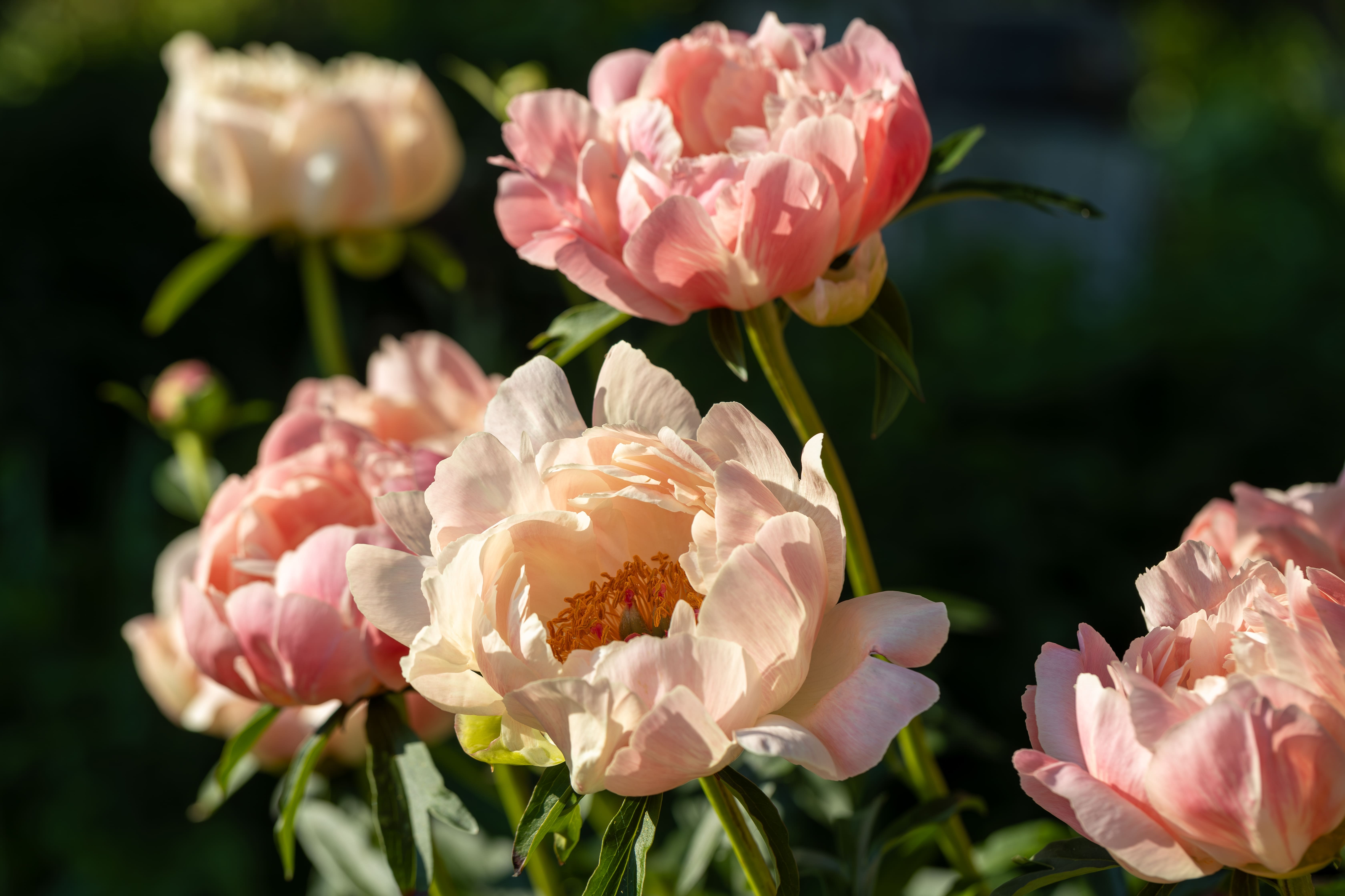 Orange-pink Coral Charm peony flowers in bloom.