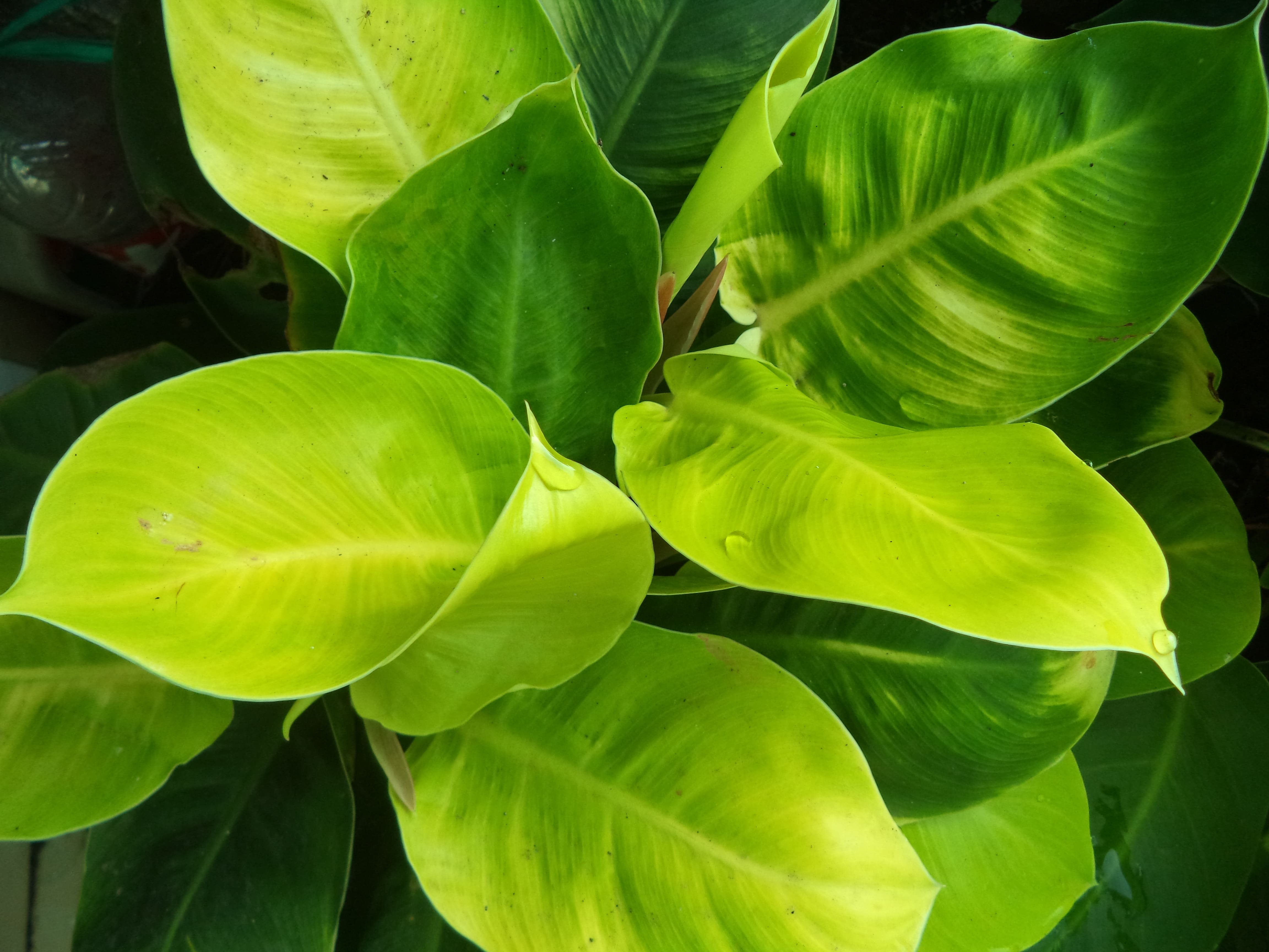 Najpopularniejsza odmiana filodendrona jest jasnozielona: Philodendron Scandens 