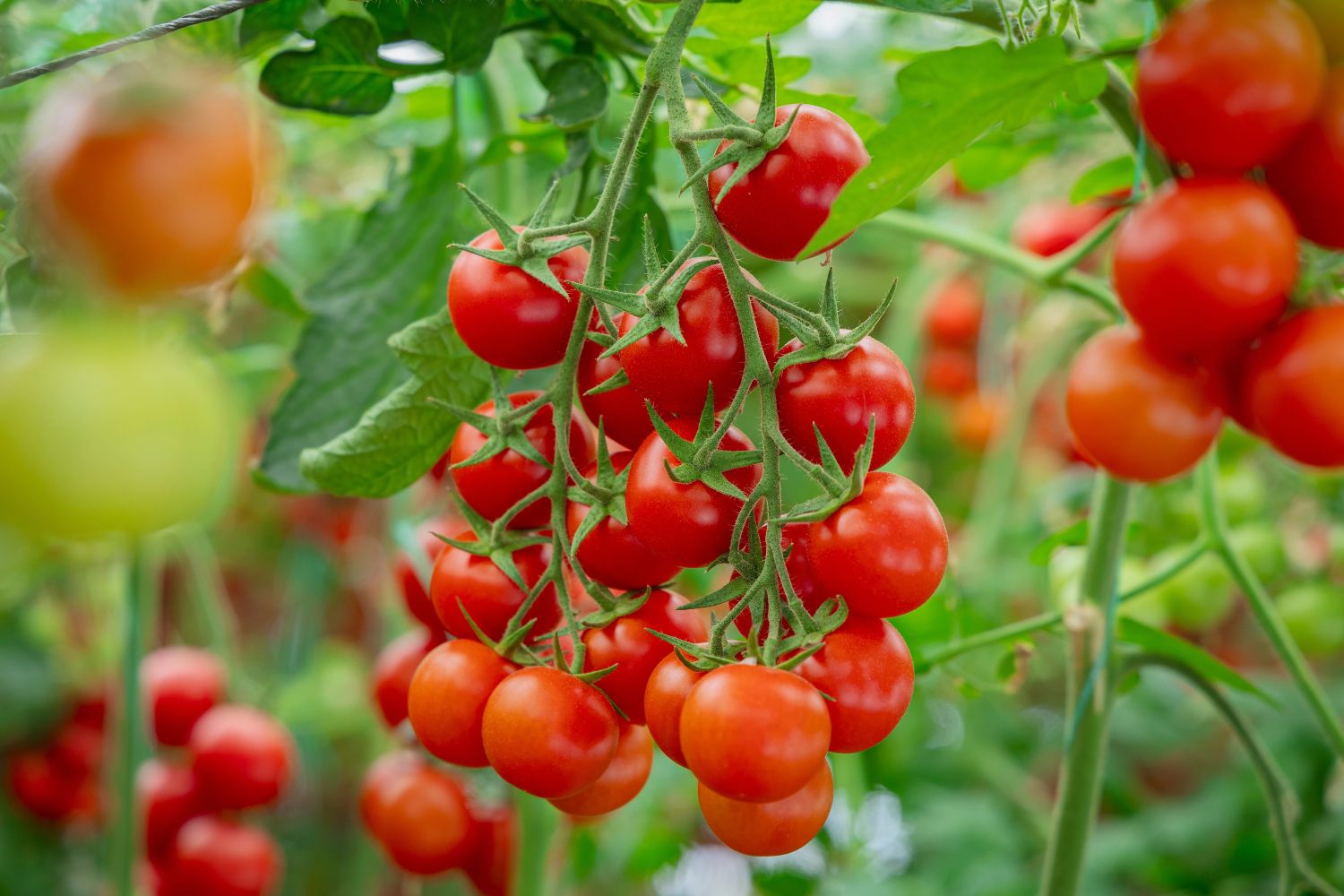 A close-up shot of ripe and unripe cherry tomatoes hanging from the vine in a greenhouse.