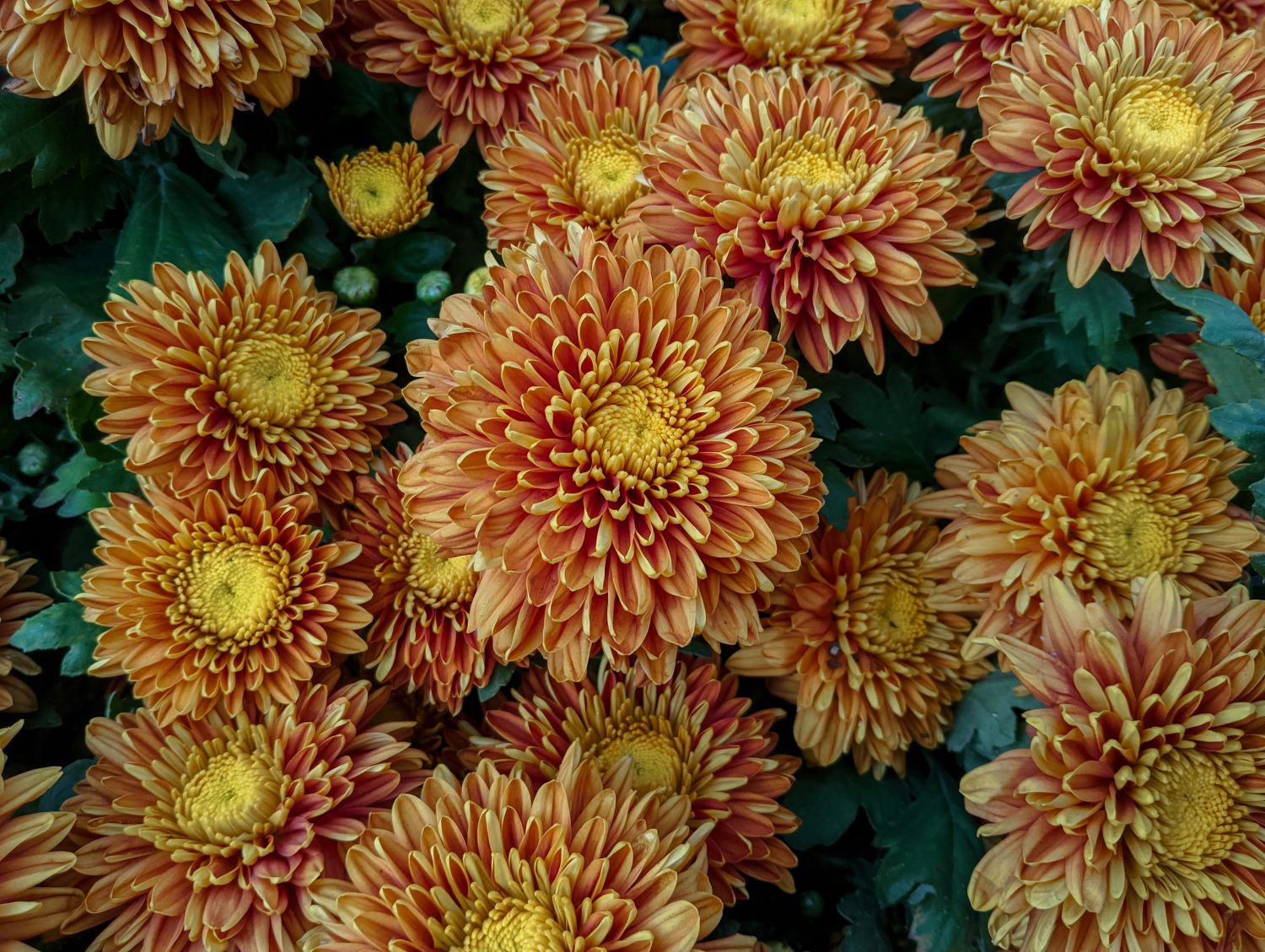 Orange chrysanthemum flowers in bloom