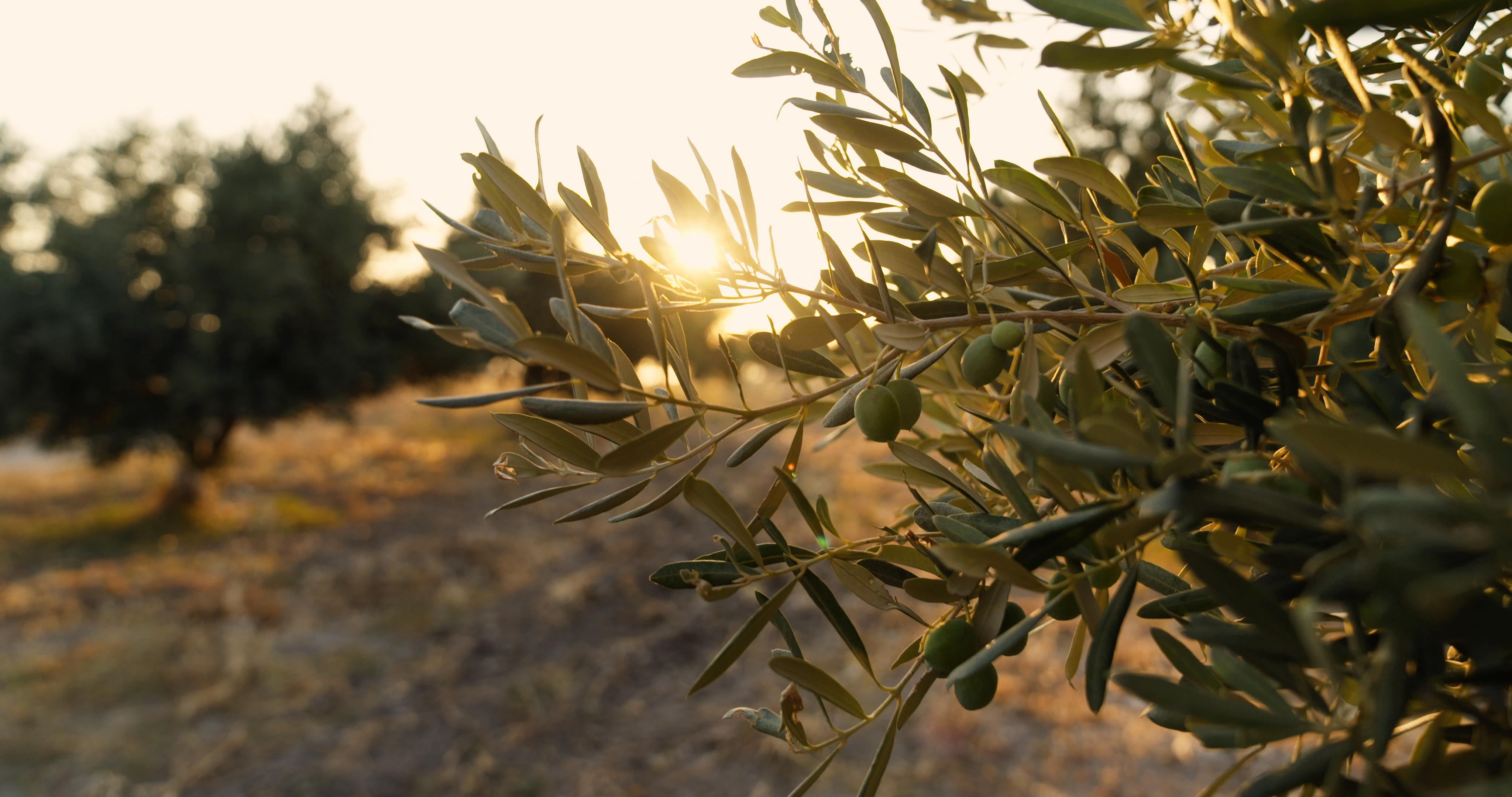 Olive tree