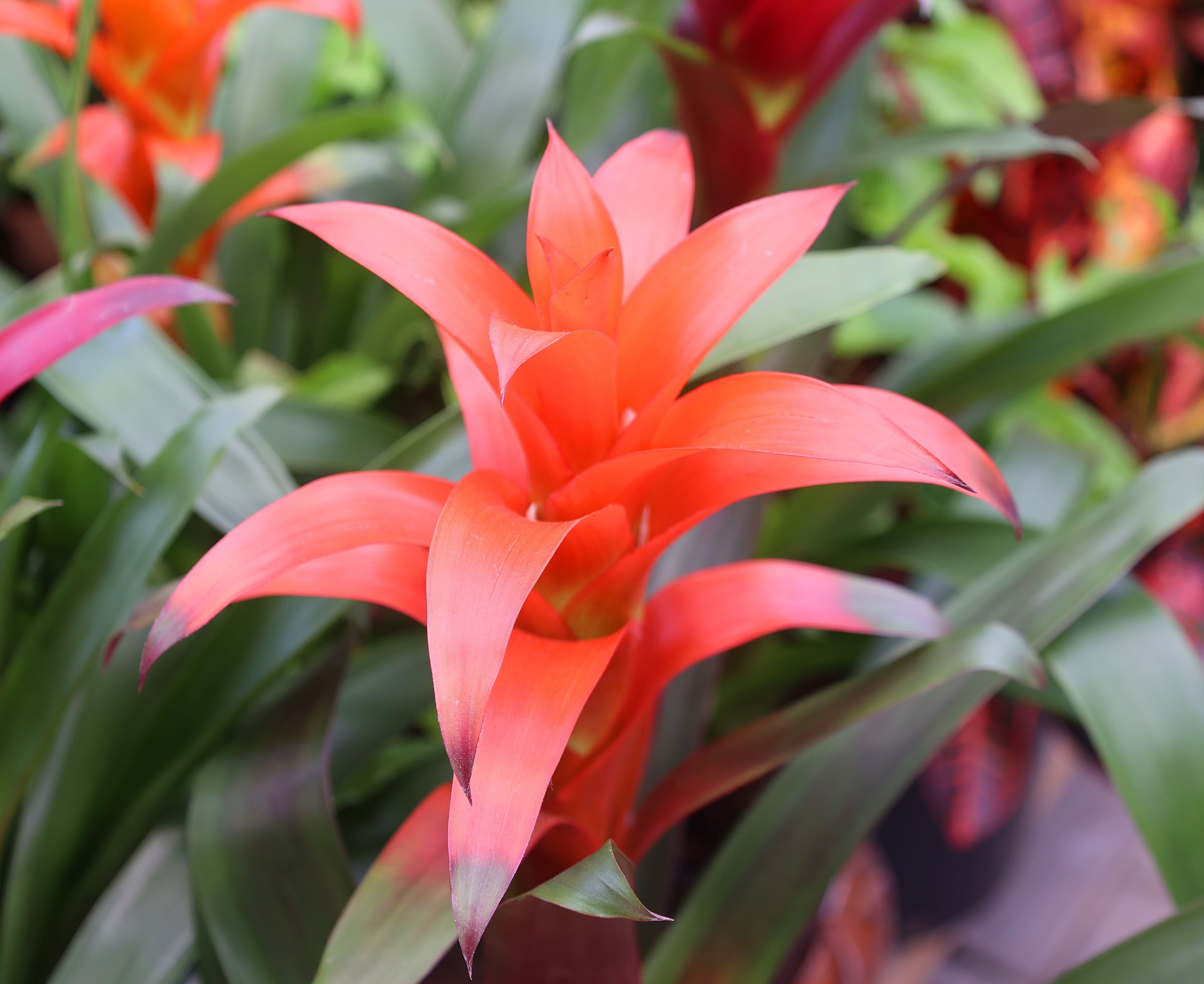 Close-up of bromeliad with striking red flower