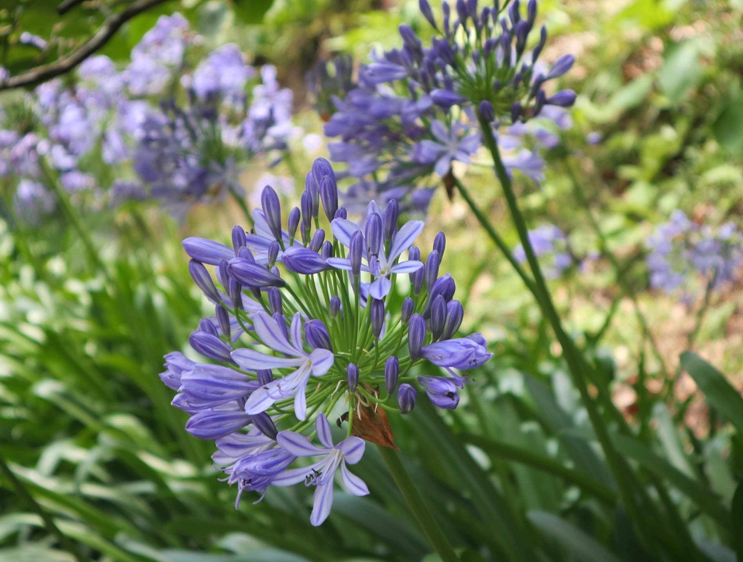 Blue Agapanthus flowers in the garden. 