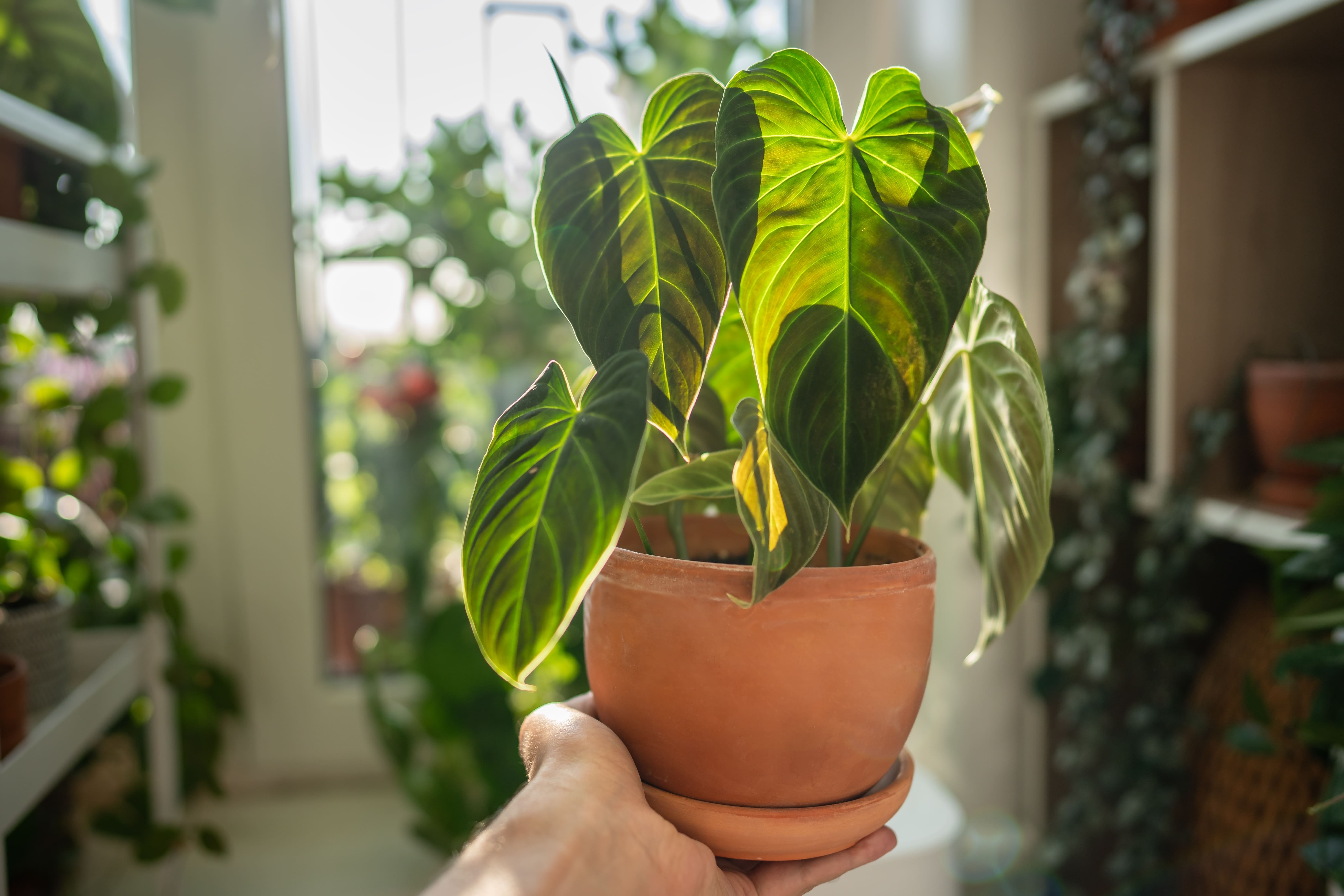 Un philodendron en pot.