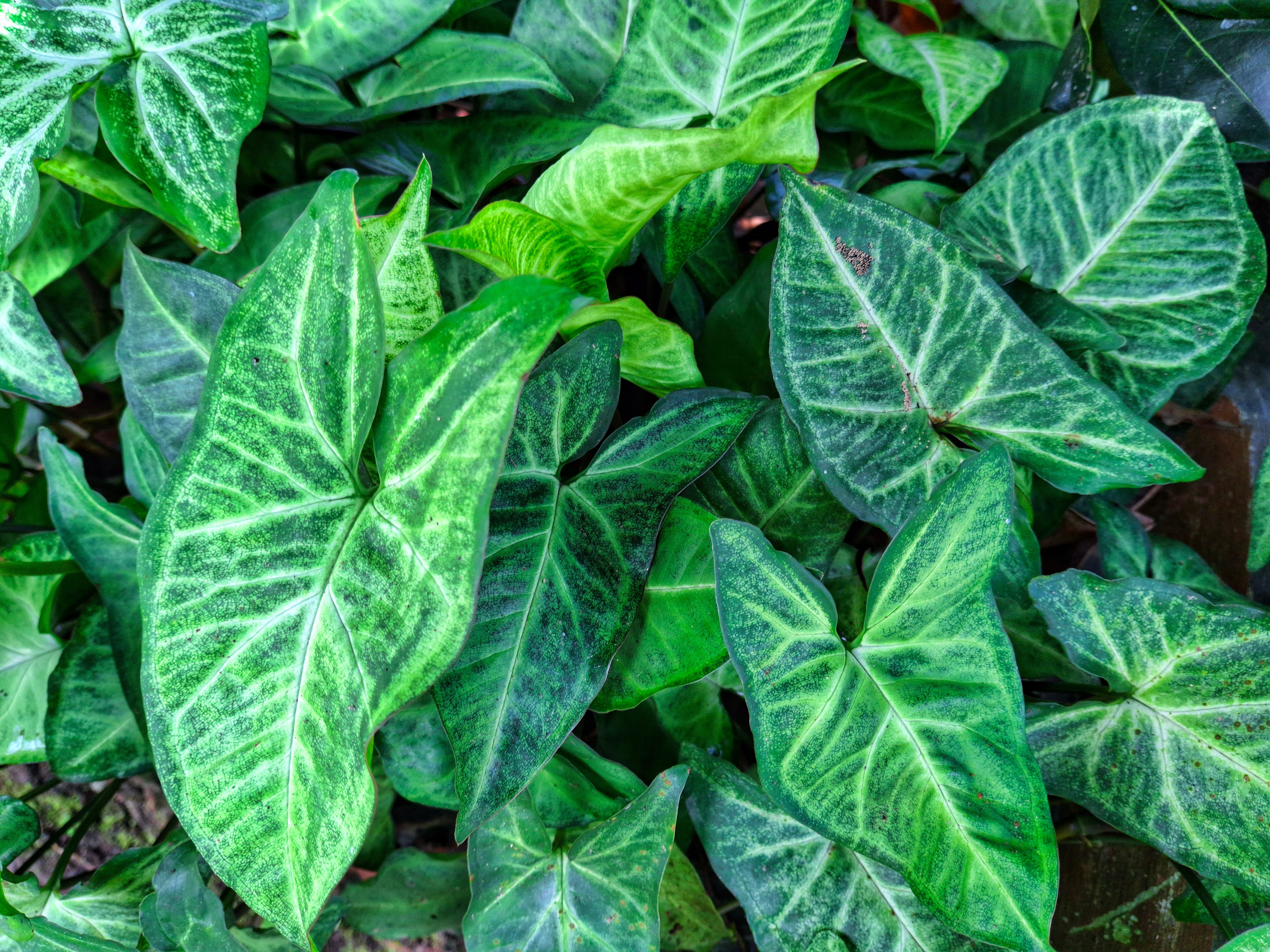 Syngonium ma charakterystystyczny kształt liści