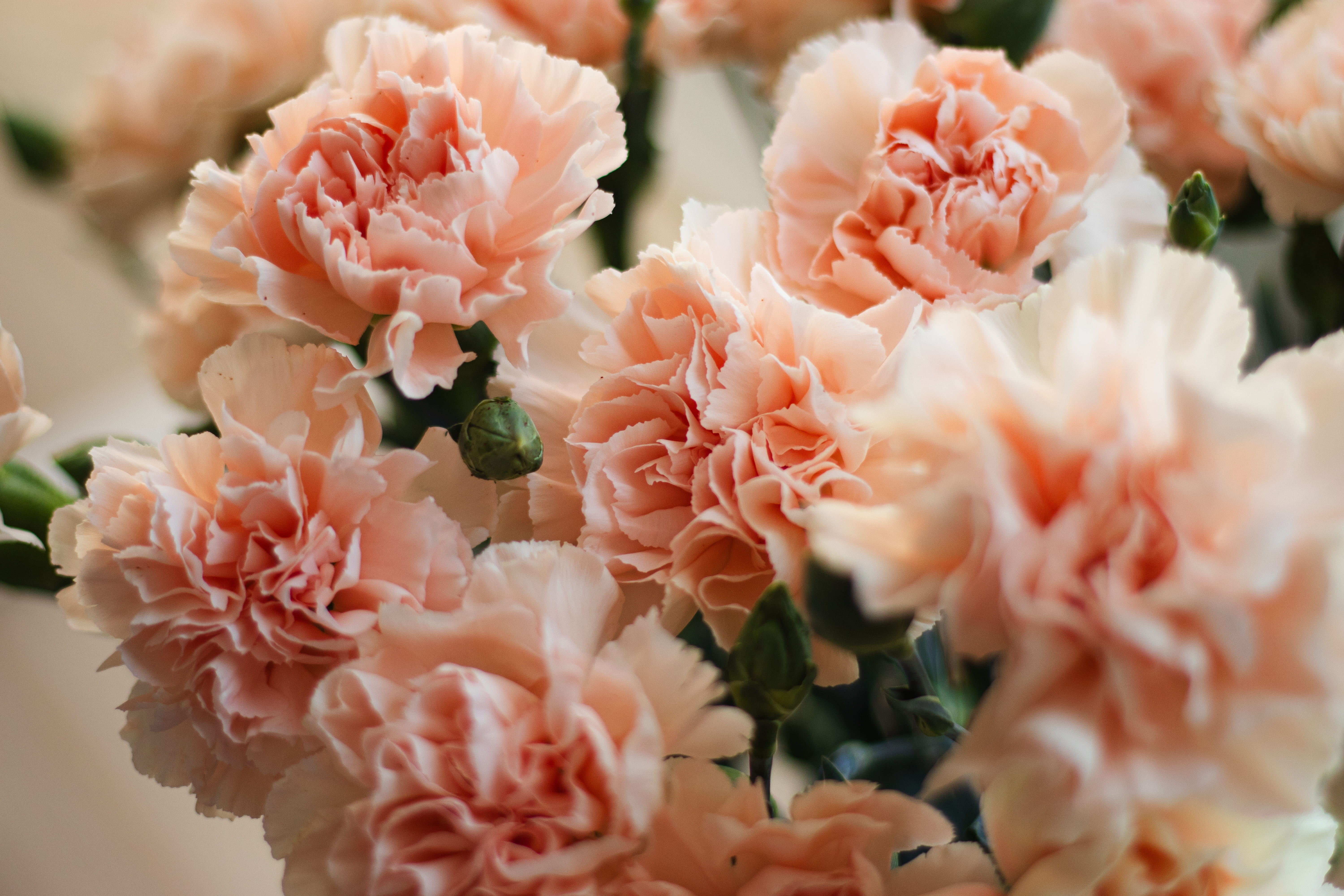 Un bouquet d’oeillets de couleur rose pâle