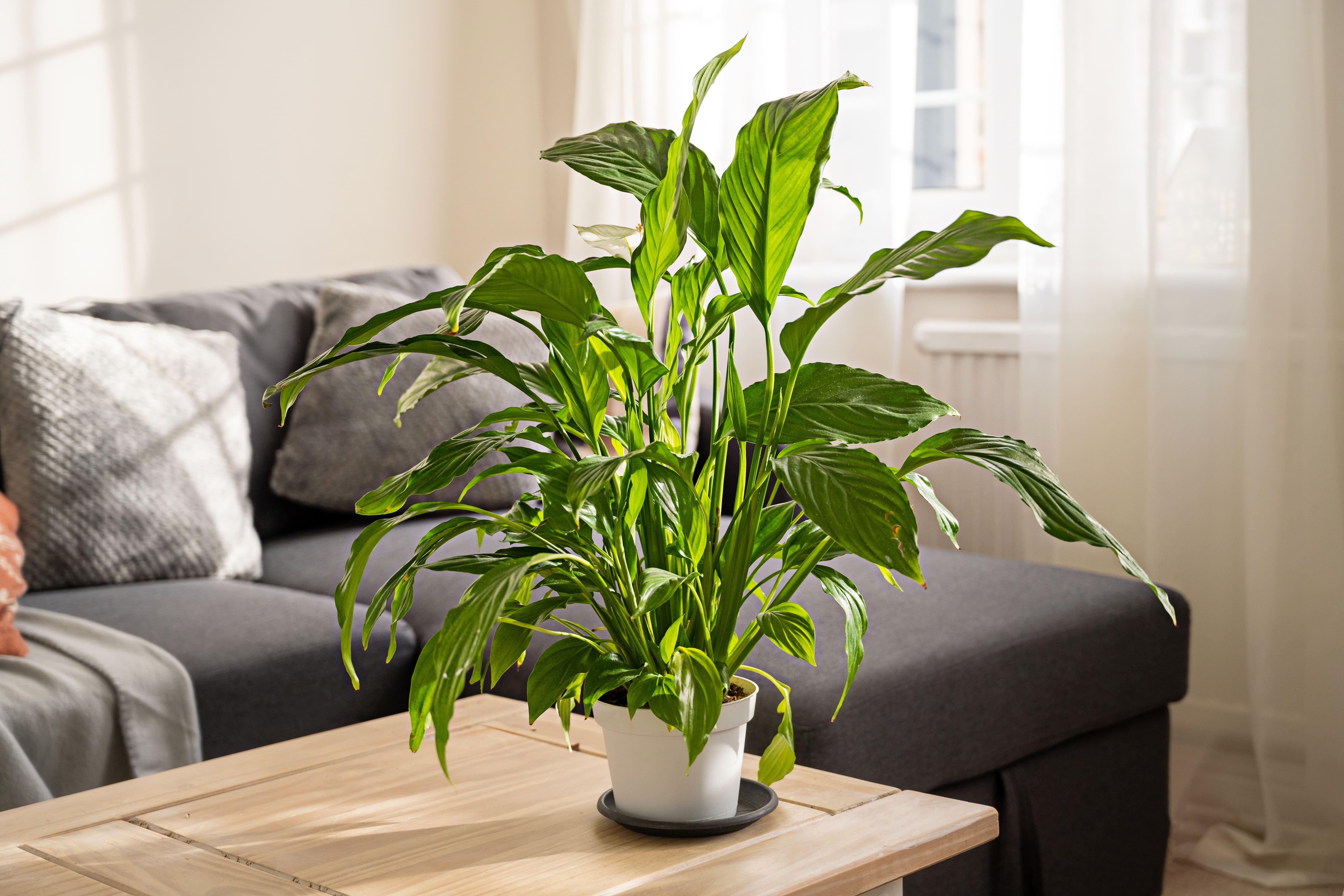 Der richtige Standort für Spathiphyllum