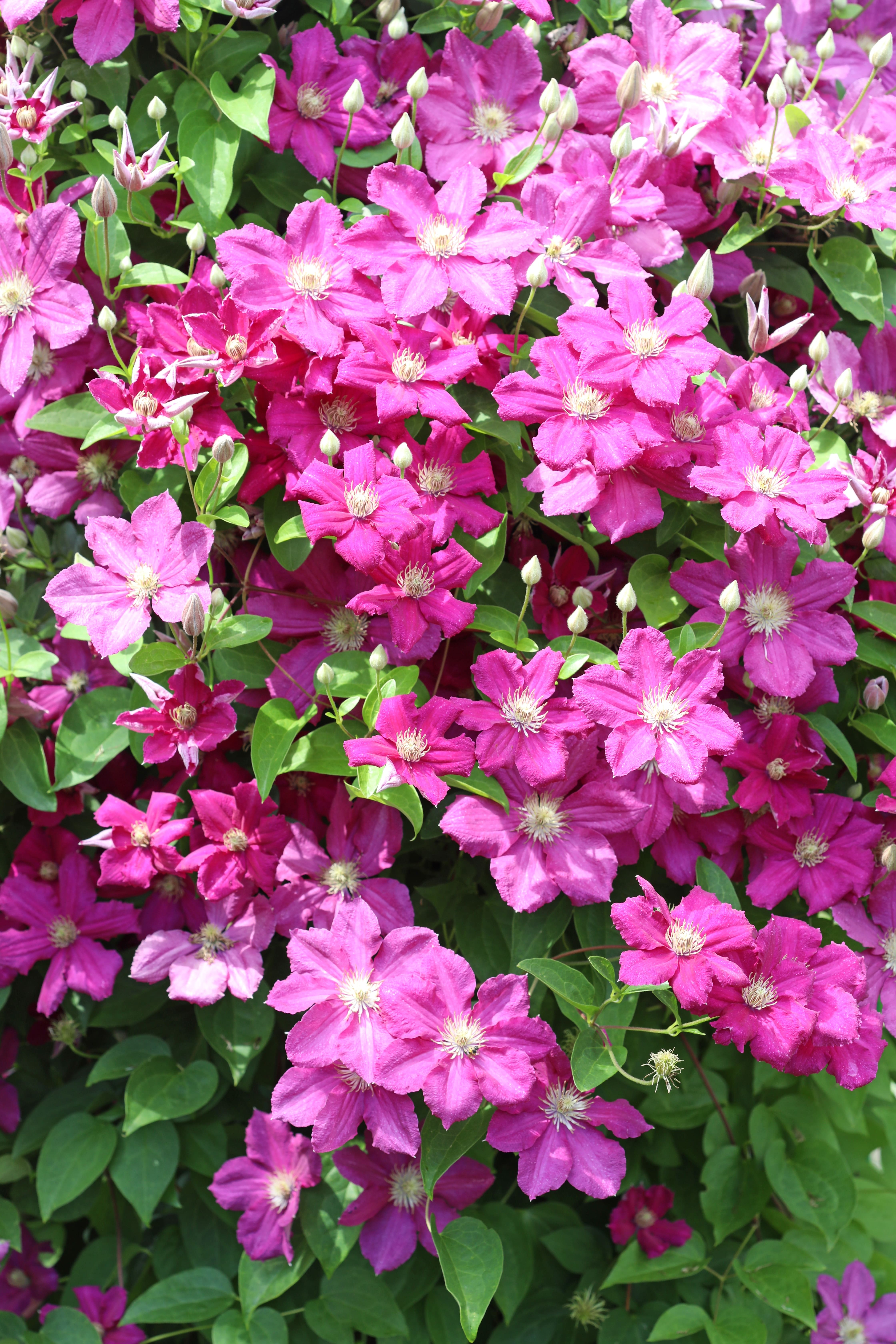 Une clématite grimpante rose