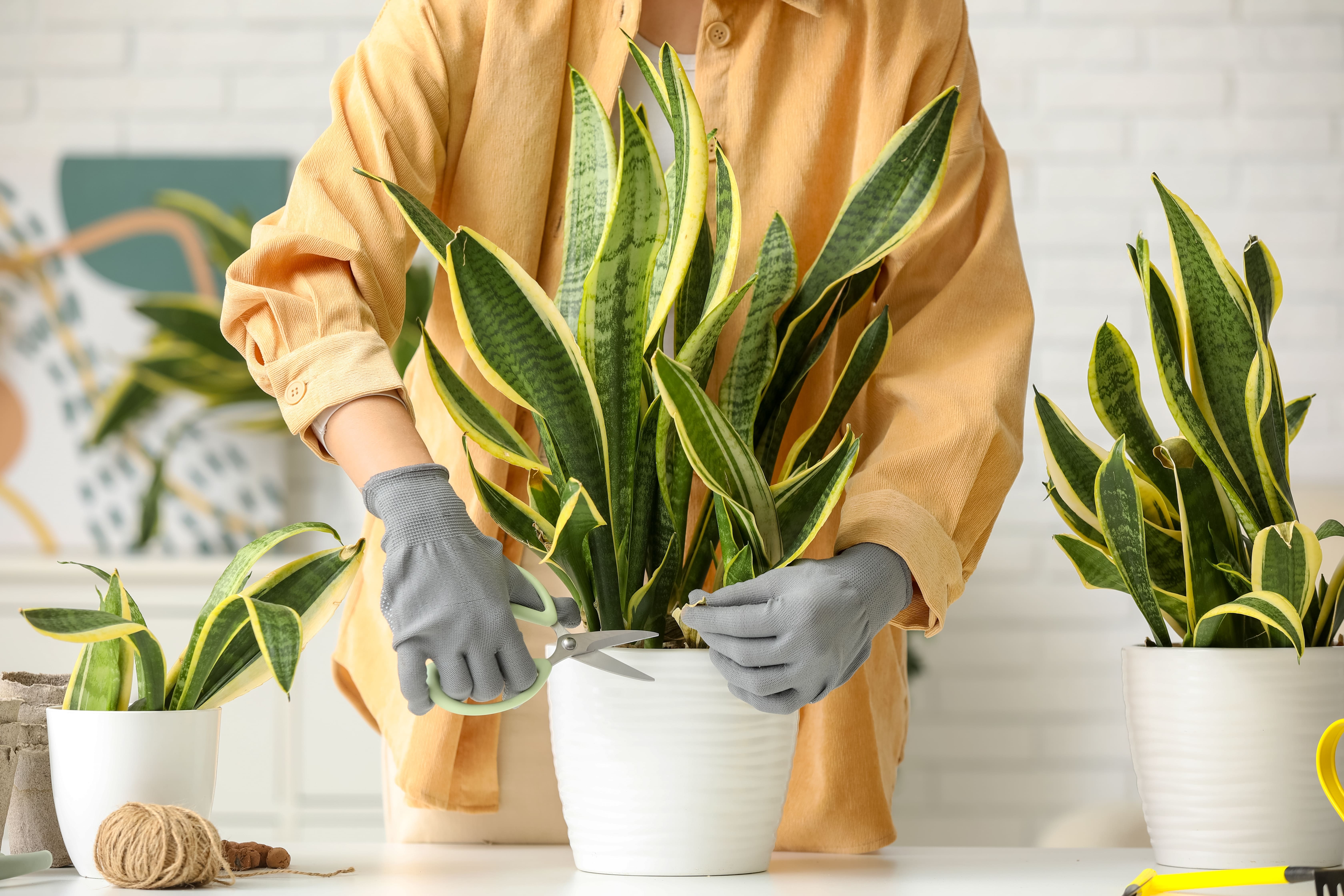 Plante sansevieria, ou langue de belle-mère, en pot