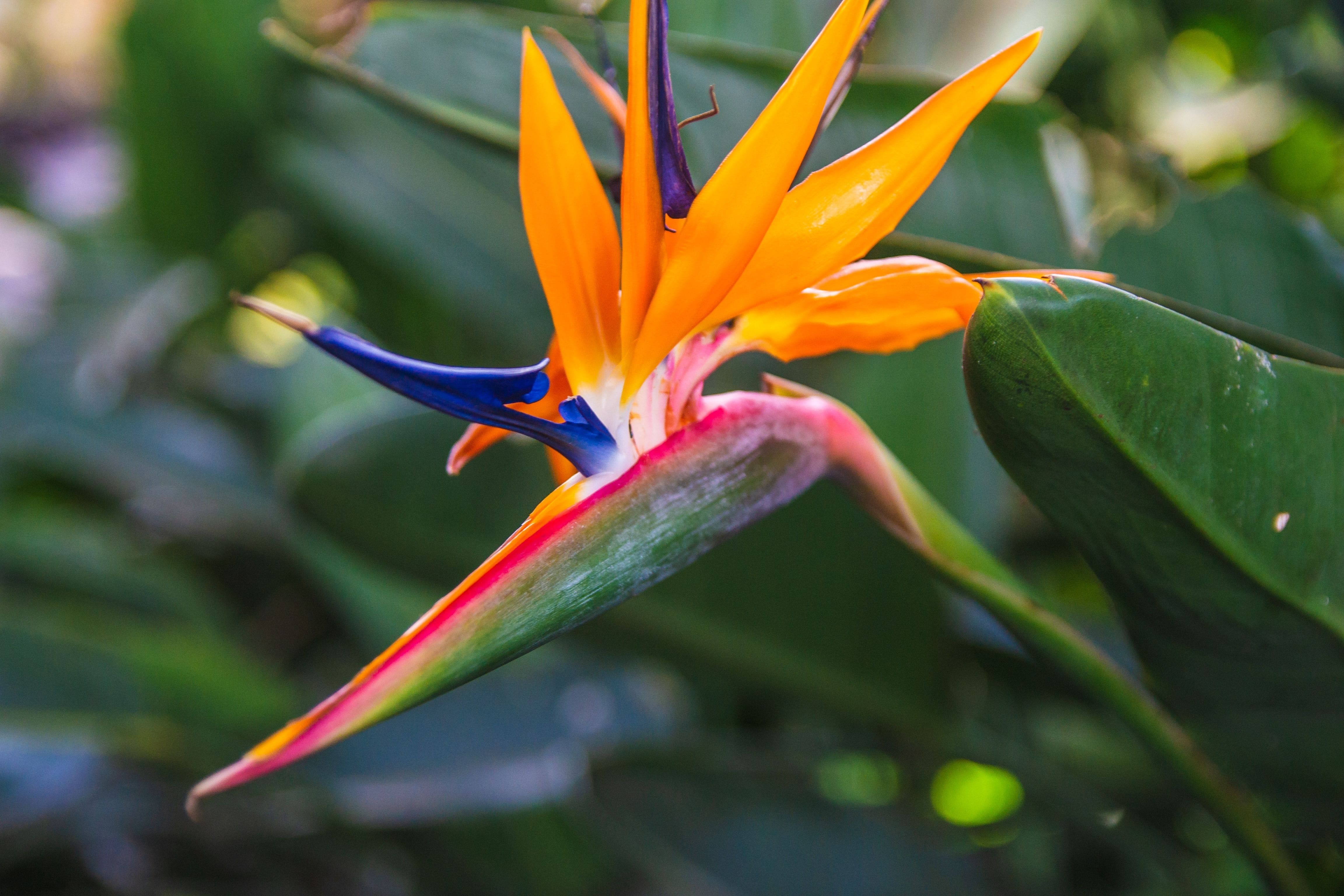 Kwiaty strelicji łudząco przypominają rajskie ptaki