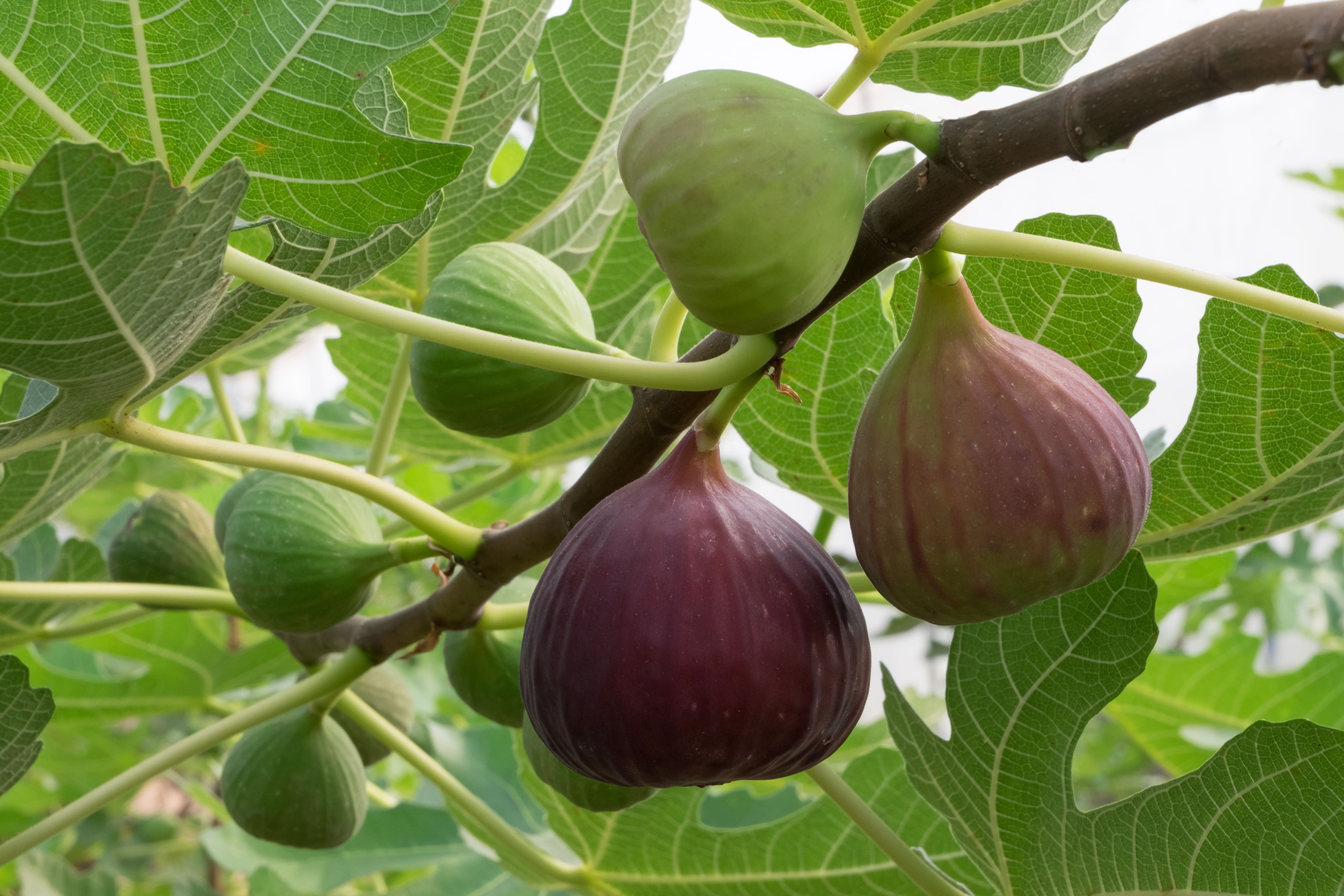  Close-up of ripe figs on fig tree branch.