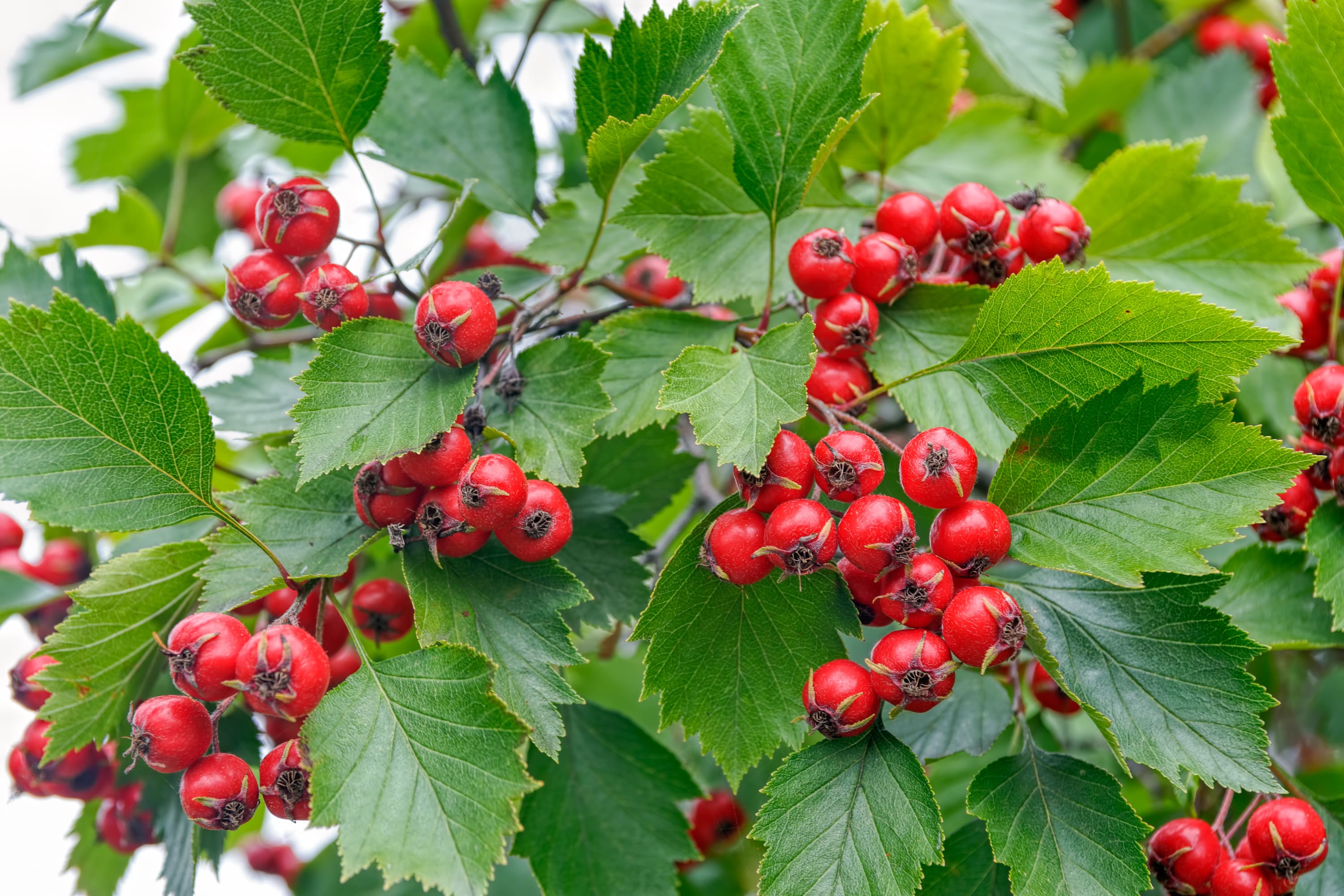 Des baies rouges et des feuilles d’Aubépine épineuse Cratægus oxyacantha